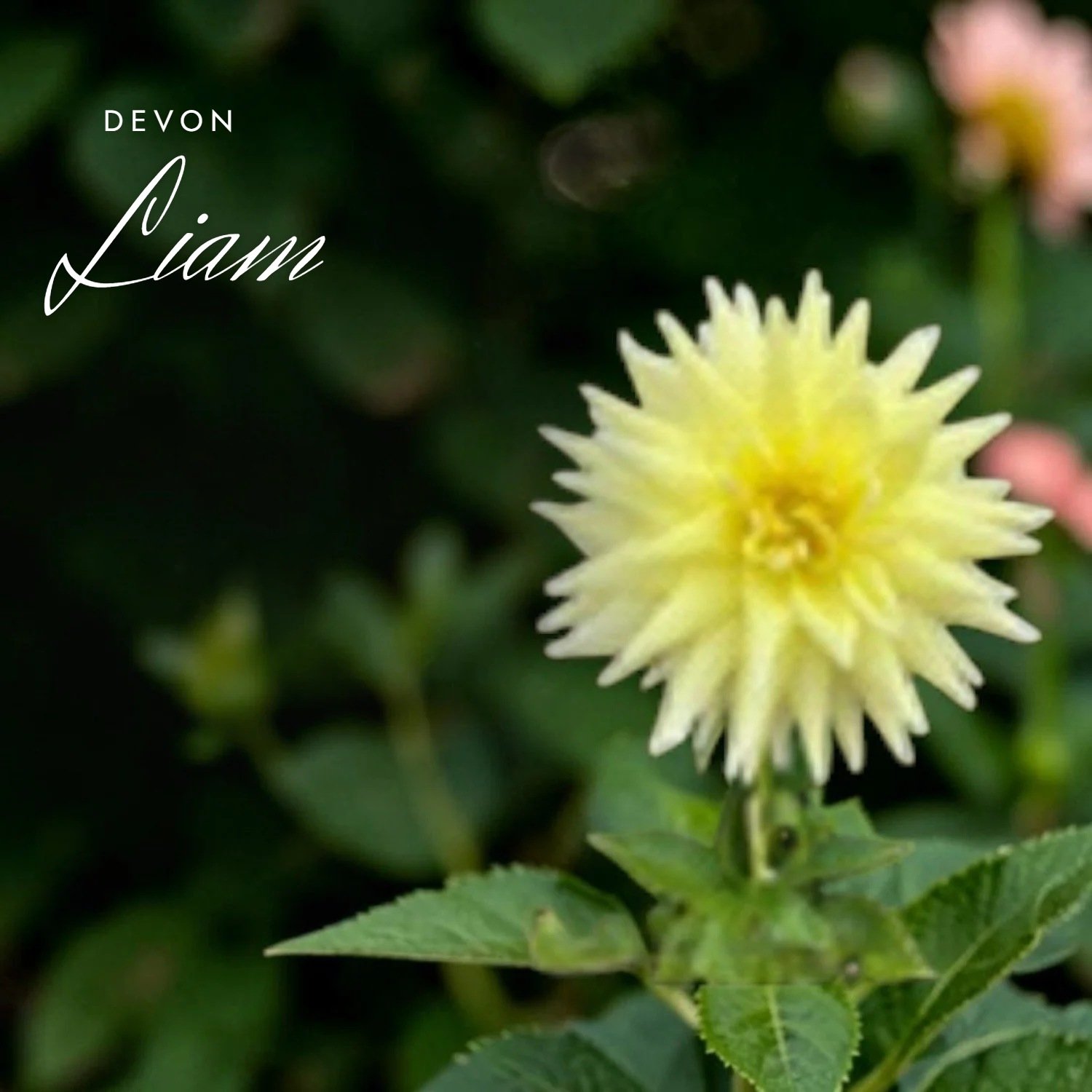 Devon Liam