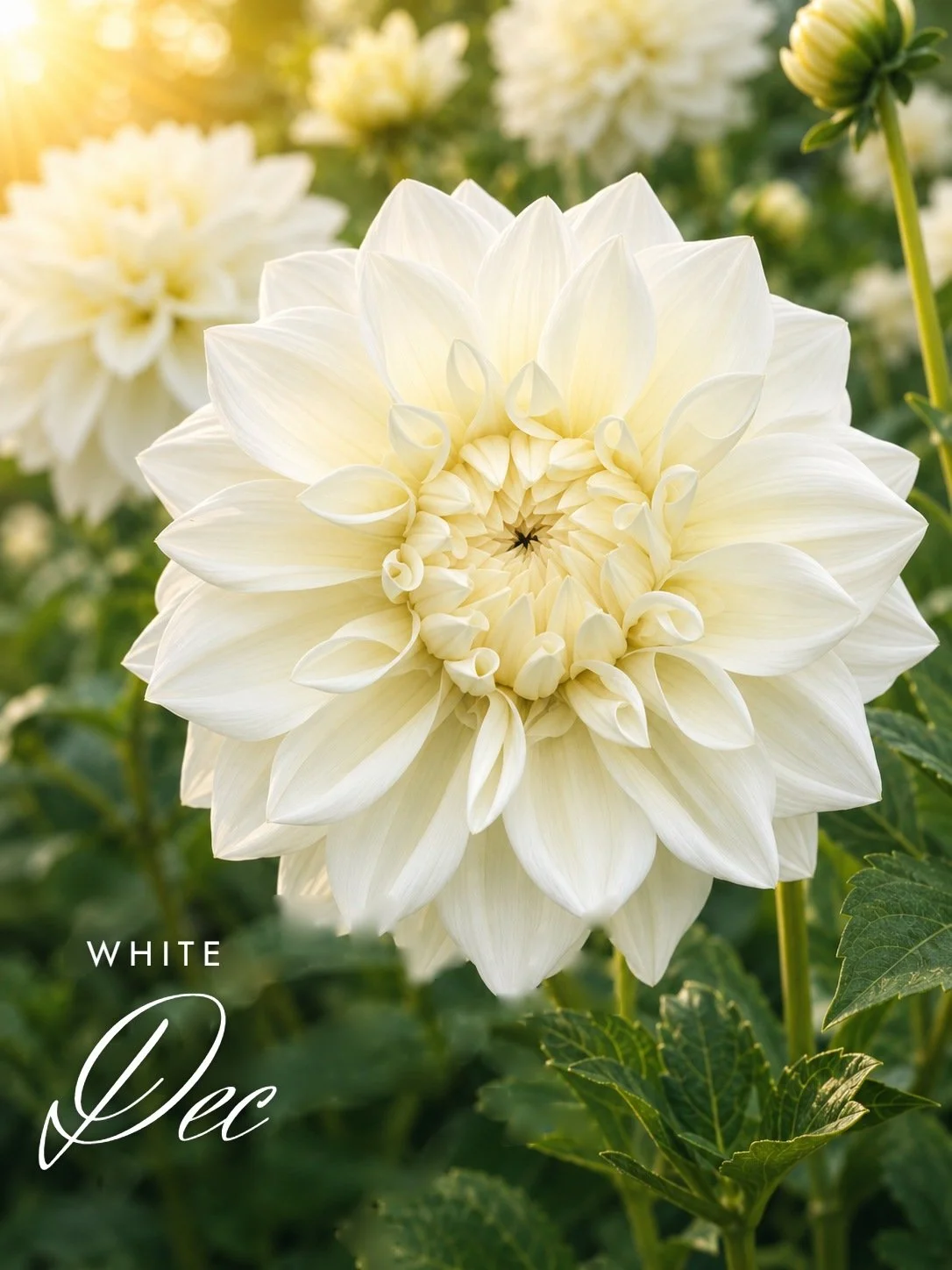 White Dec