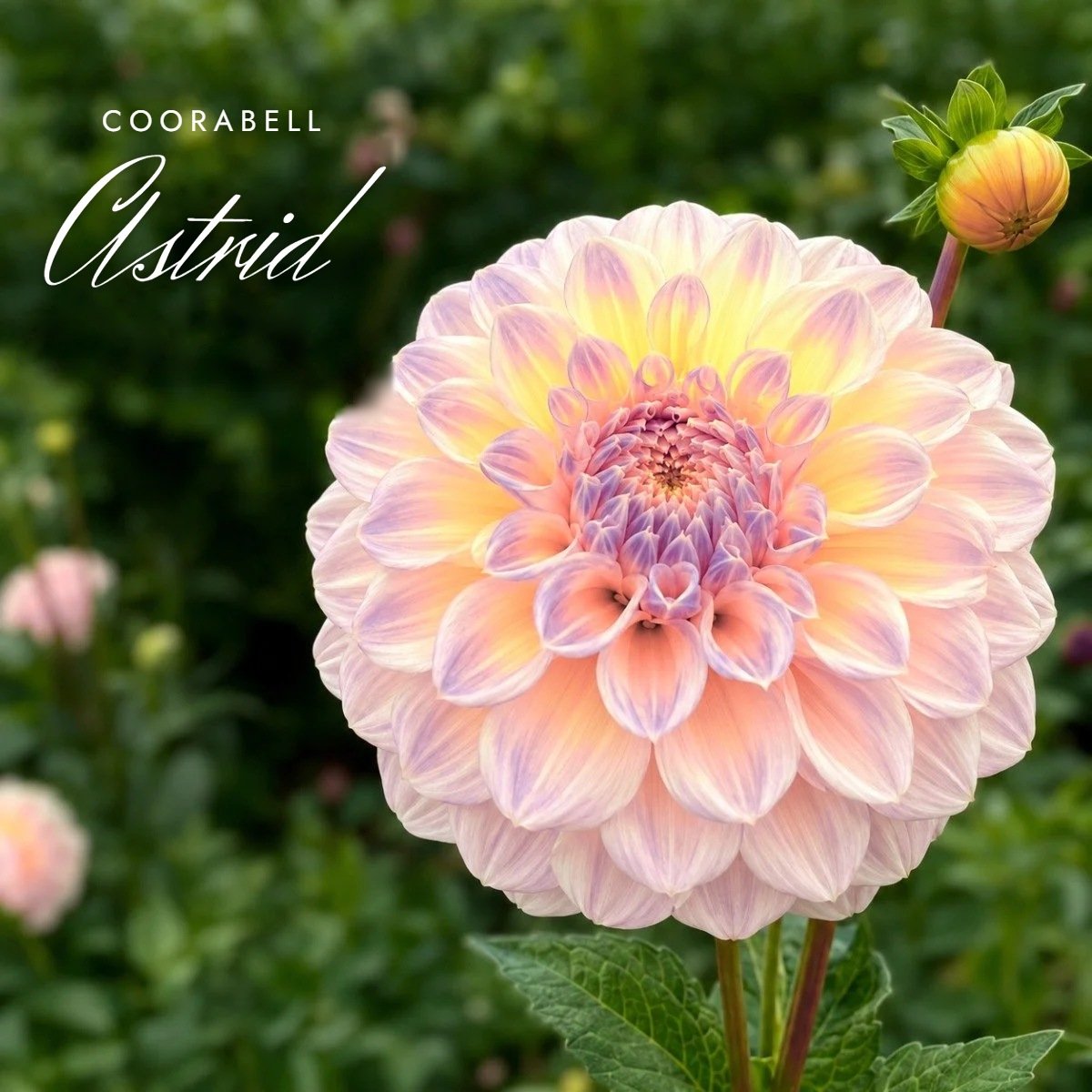 Coorabell Astrid