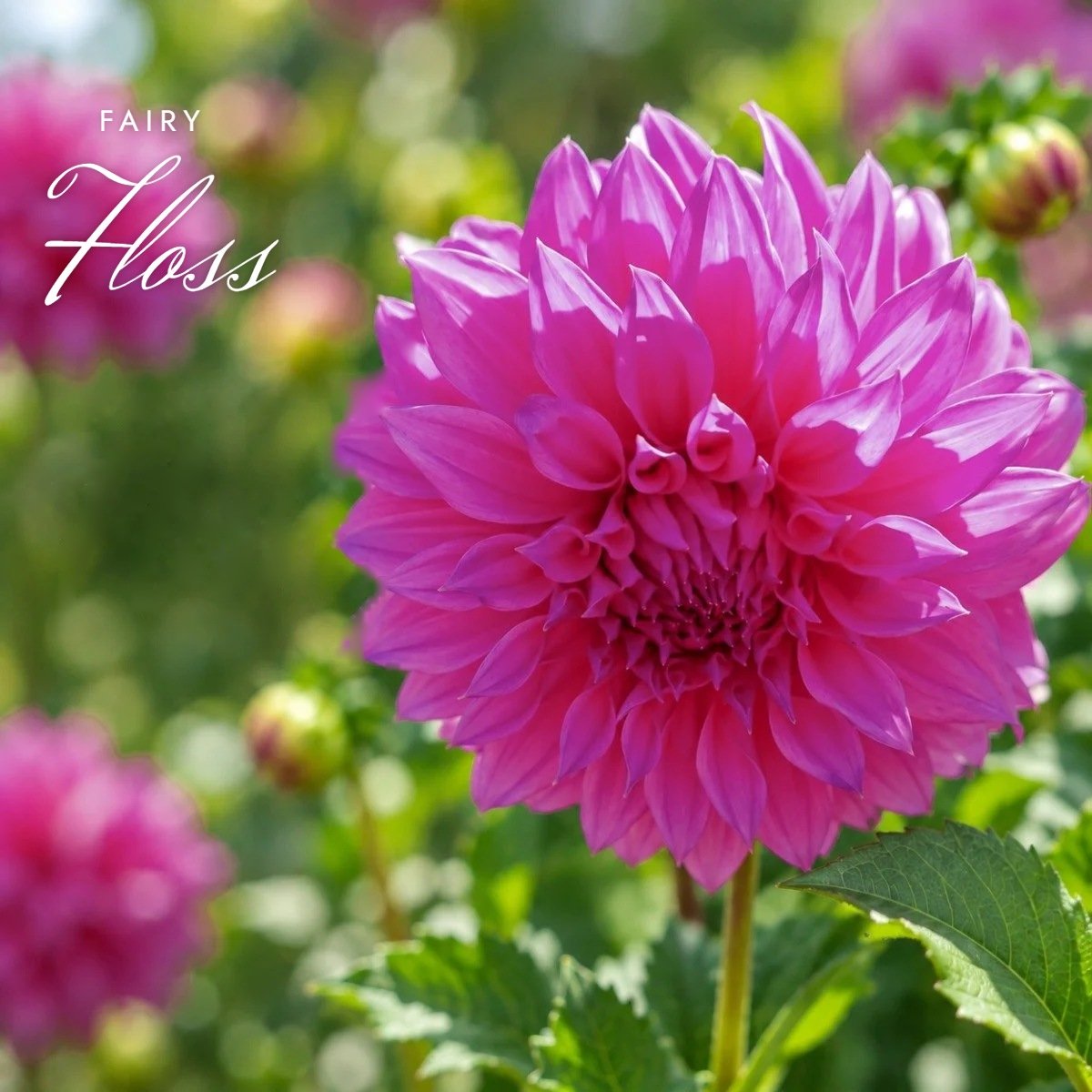 Fairy Floss