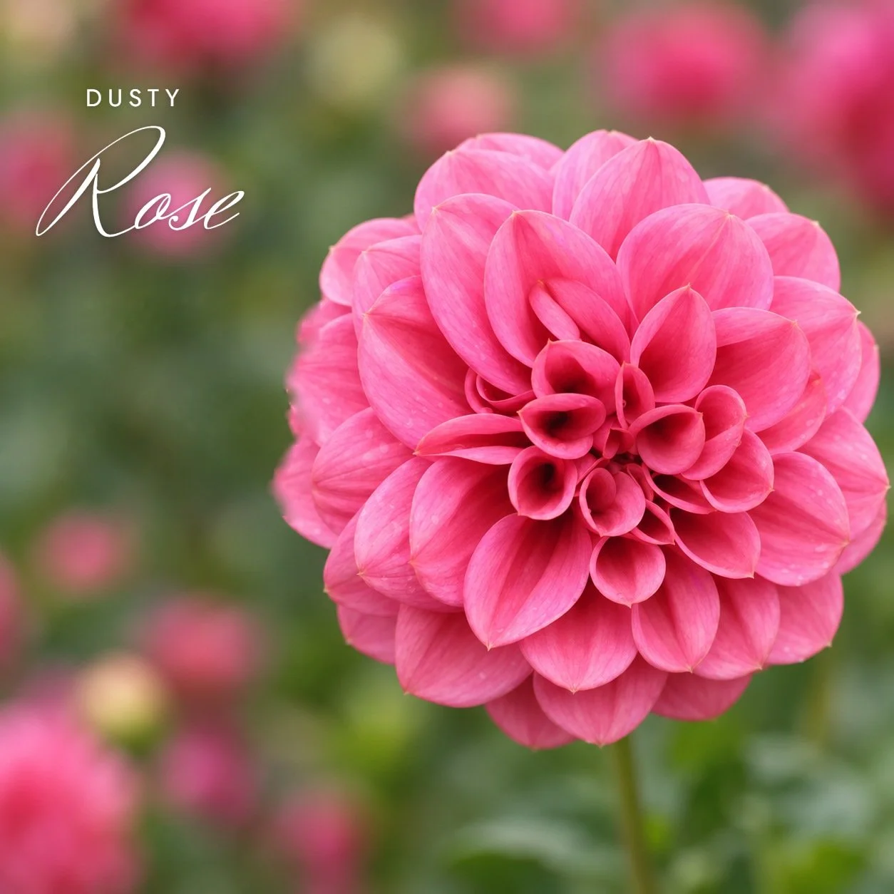 Dusty Rose