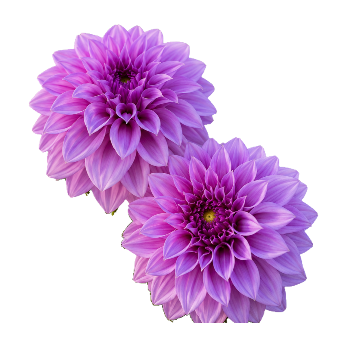 Como Polly - flower head.png