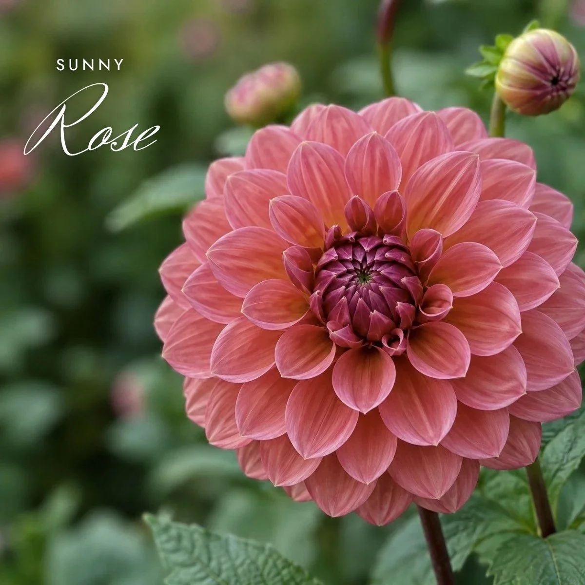 Sunny Rose
