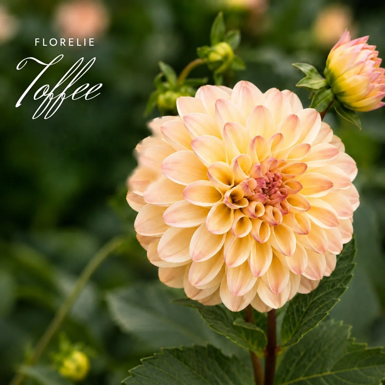 Florelie Toffee