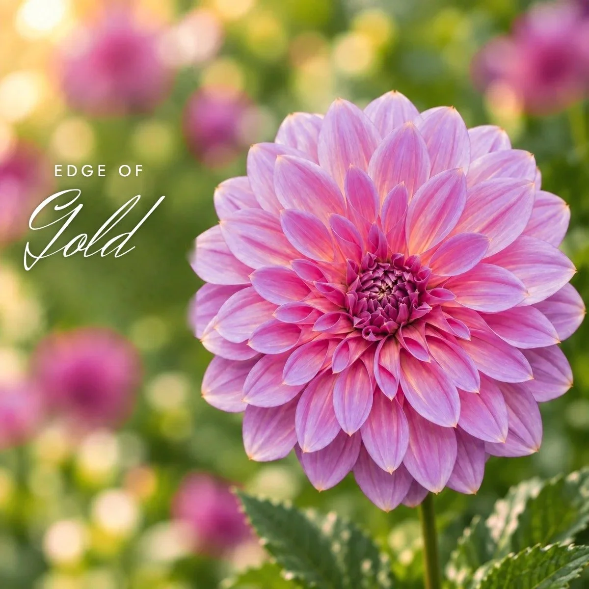 Edge of Gold