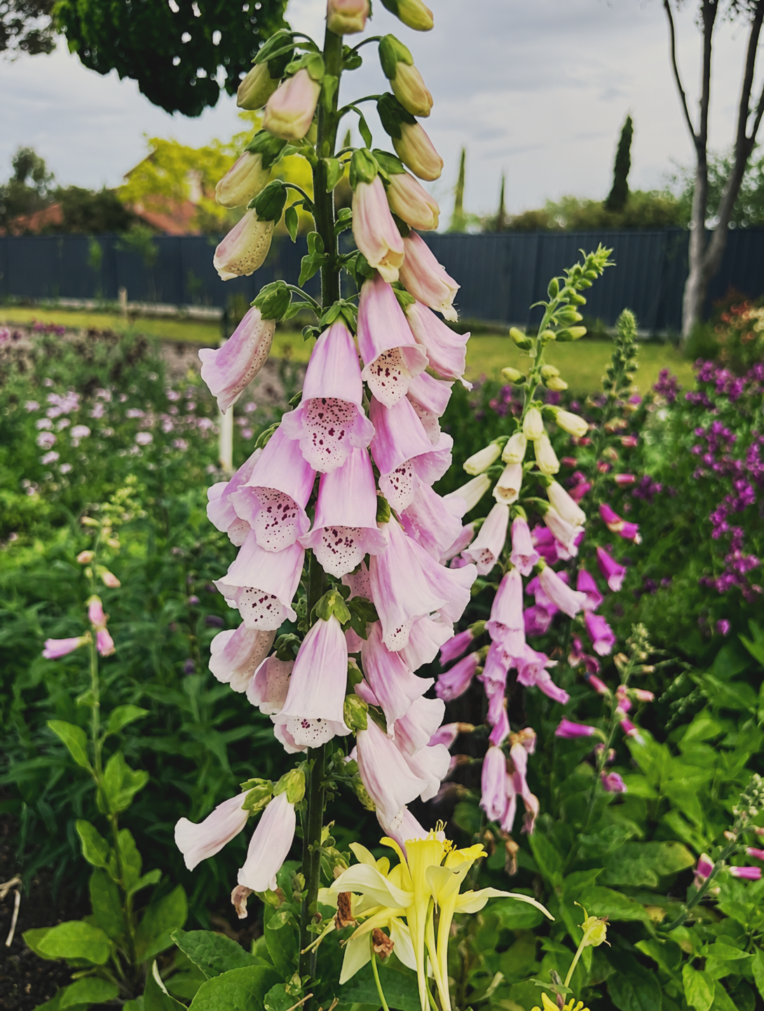 Purple foxgloves flowering in the Field of Grace garden