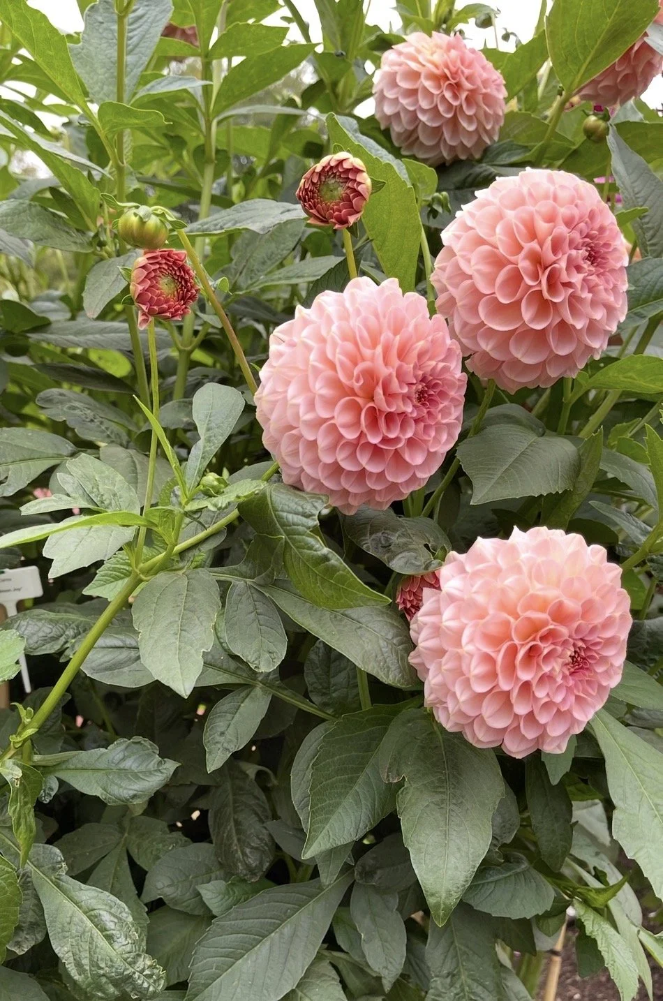 Pink ball dahlias growing in the Field of Grace garden