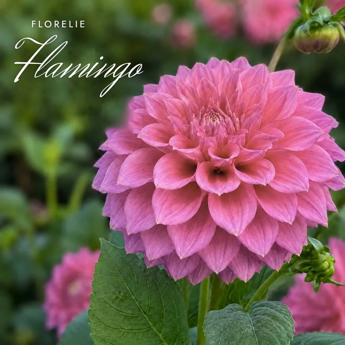 Florelie Flamingo