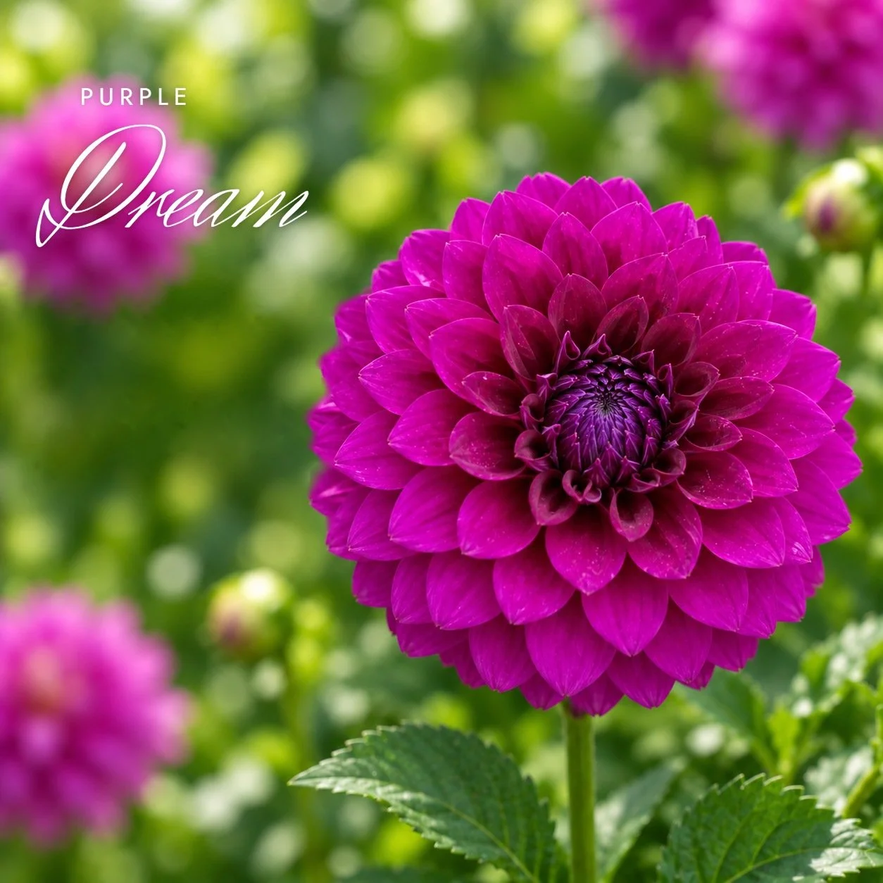 Purple Dream