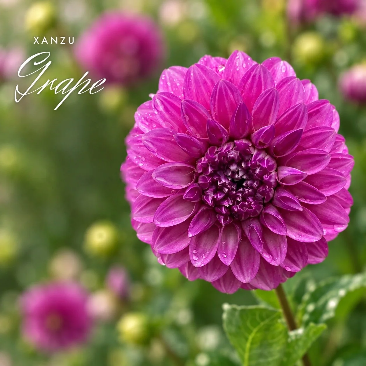 Xanzu Grape