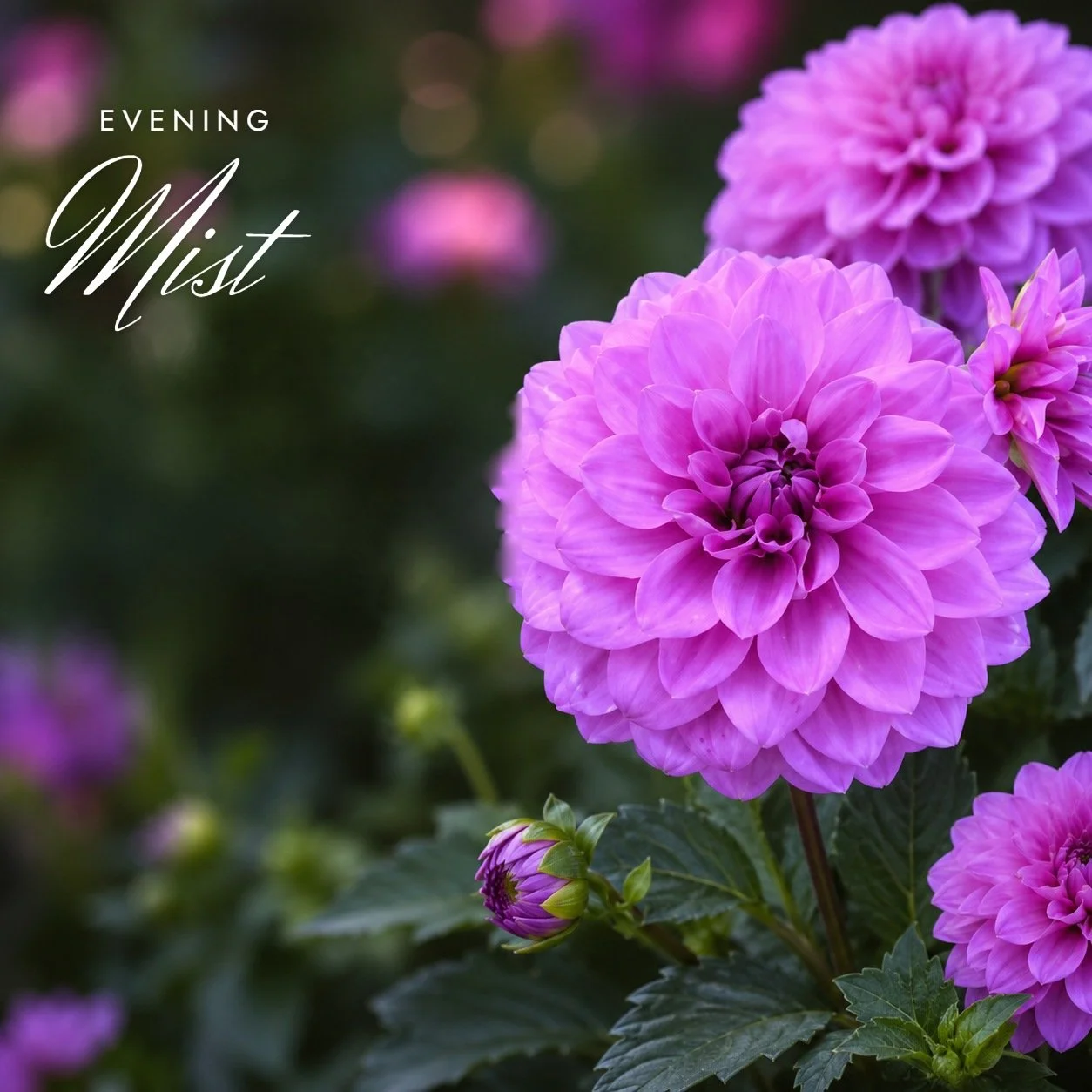 Evening Mist