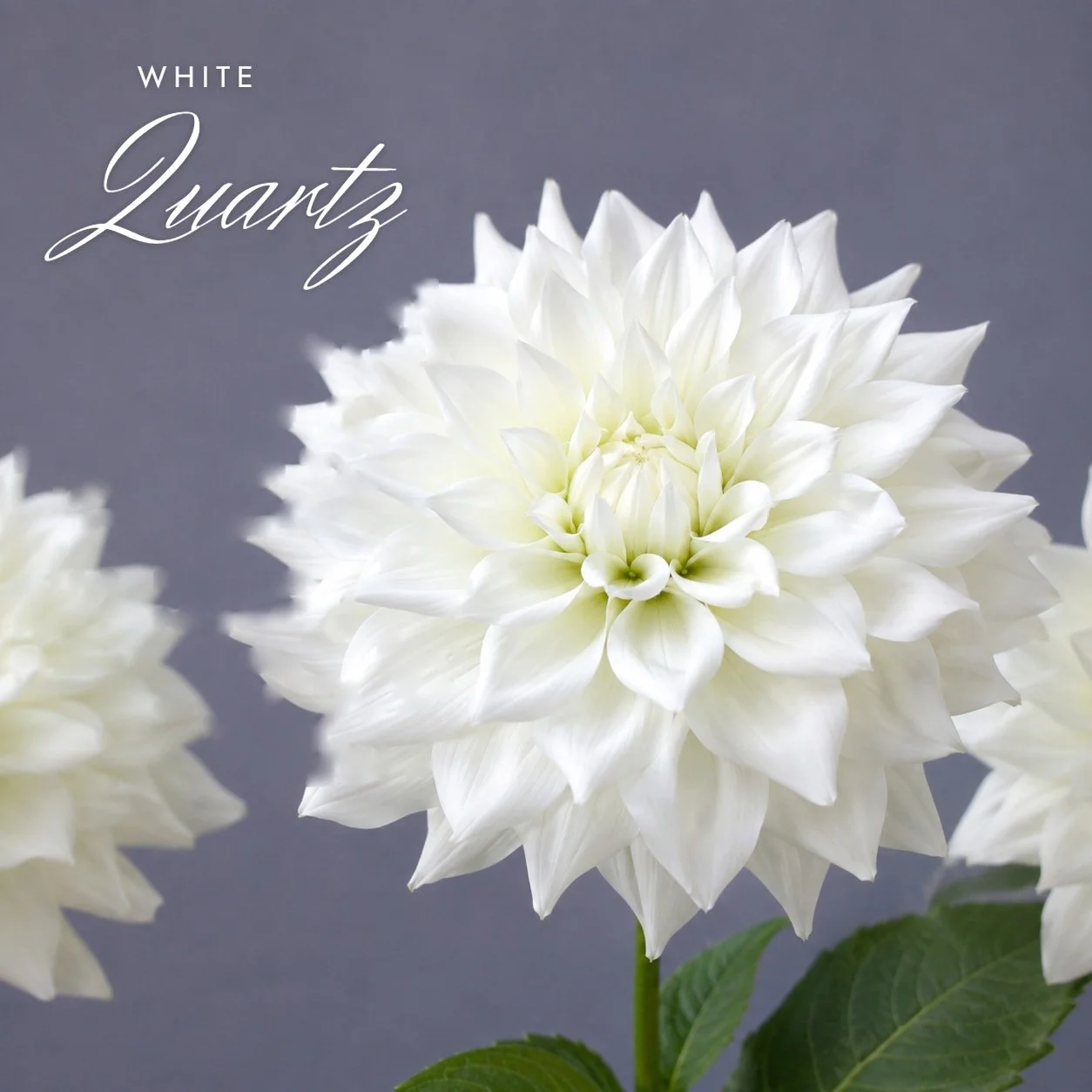 White Quartz