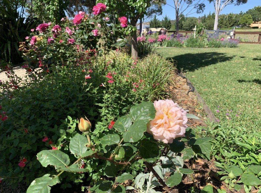 The garden at Field of Grace