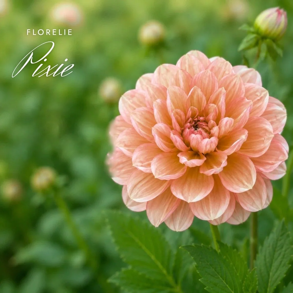 Florelie Pixie