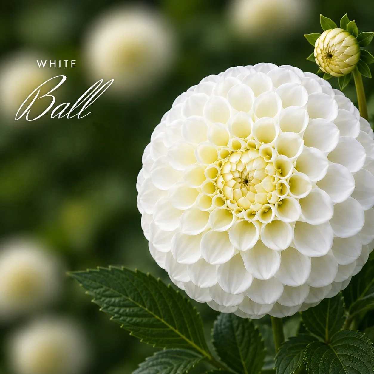 White Ball