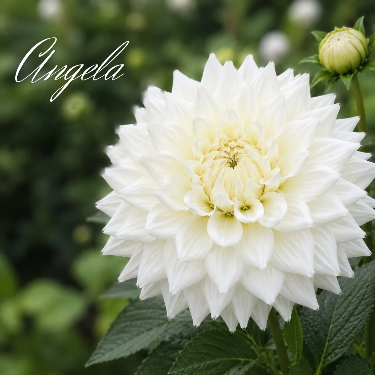 Angela