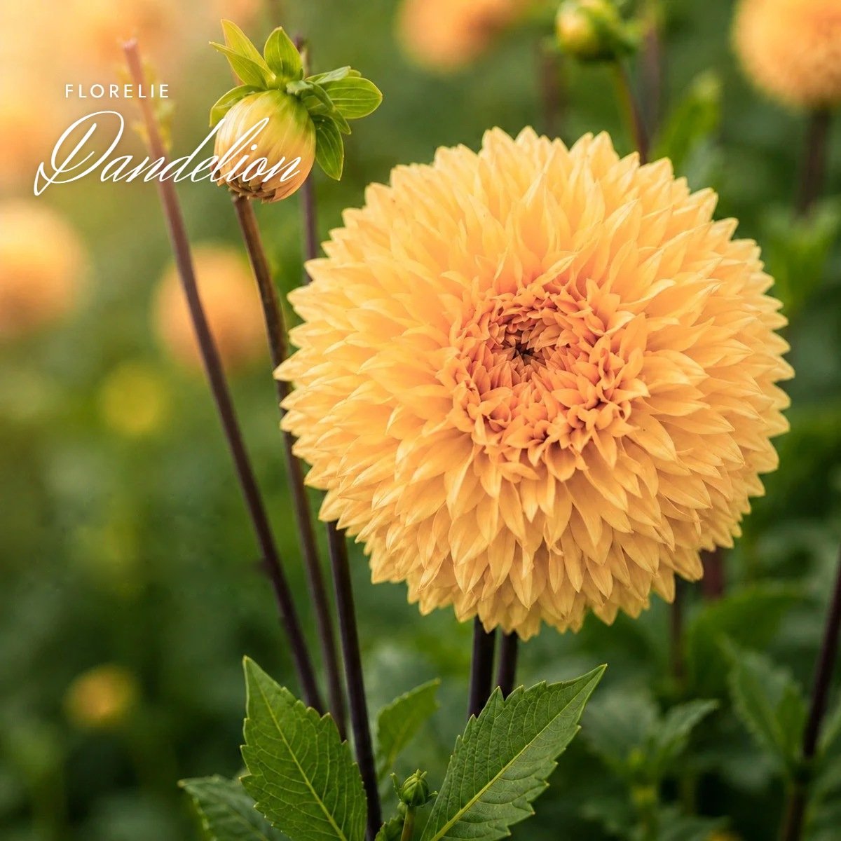 Florelie Dandelion