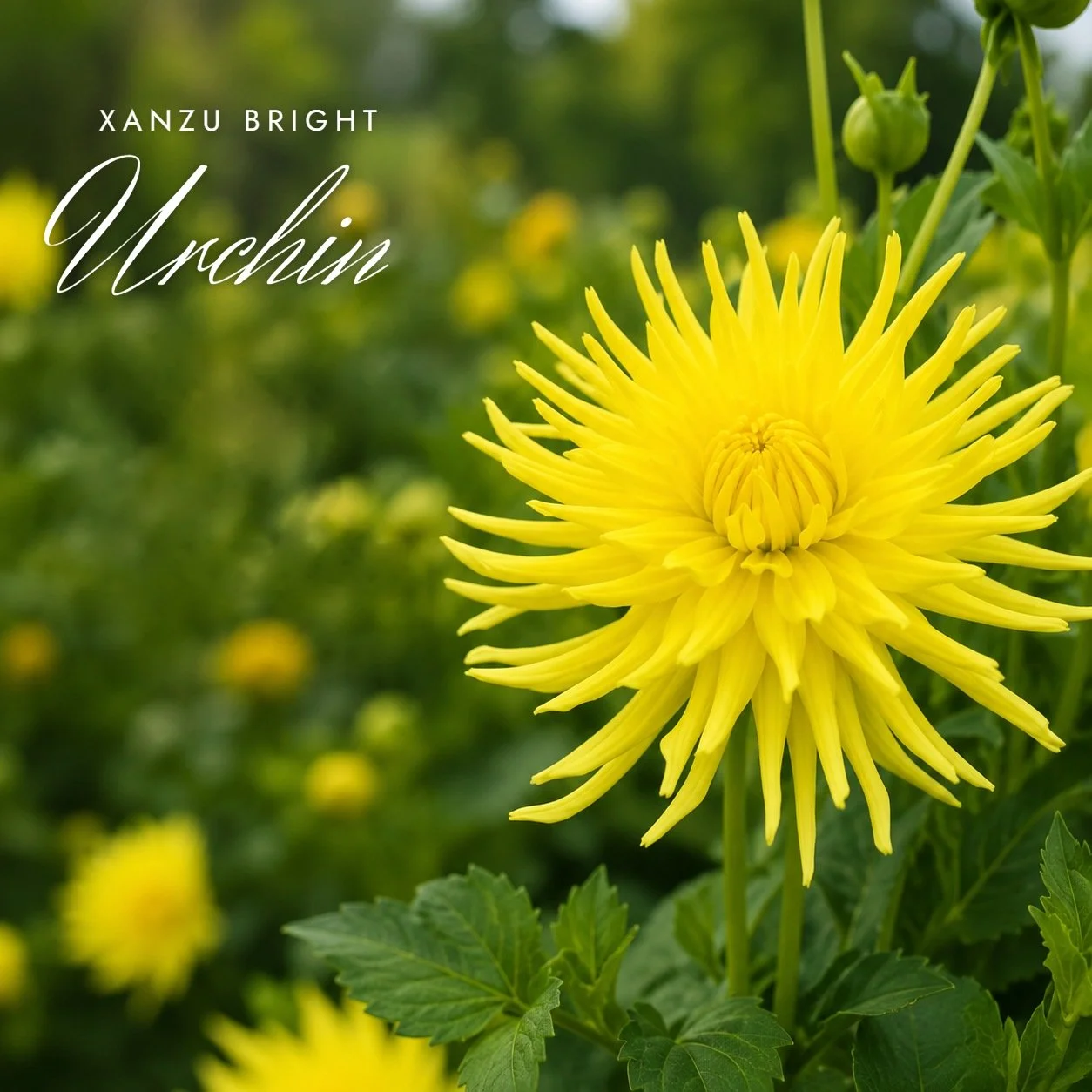 Xanzu Bright Urchin
