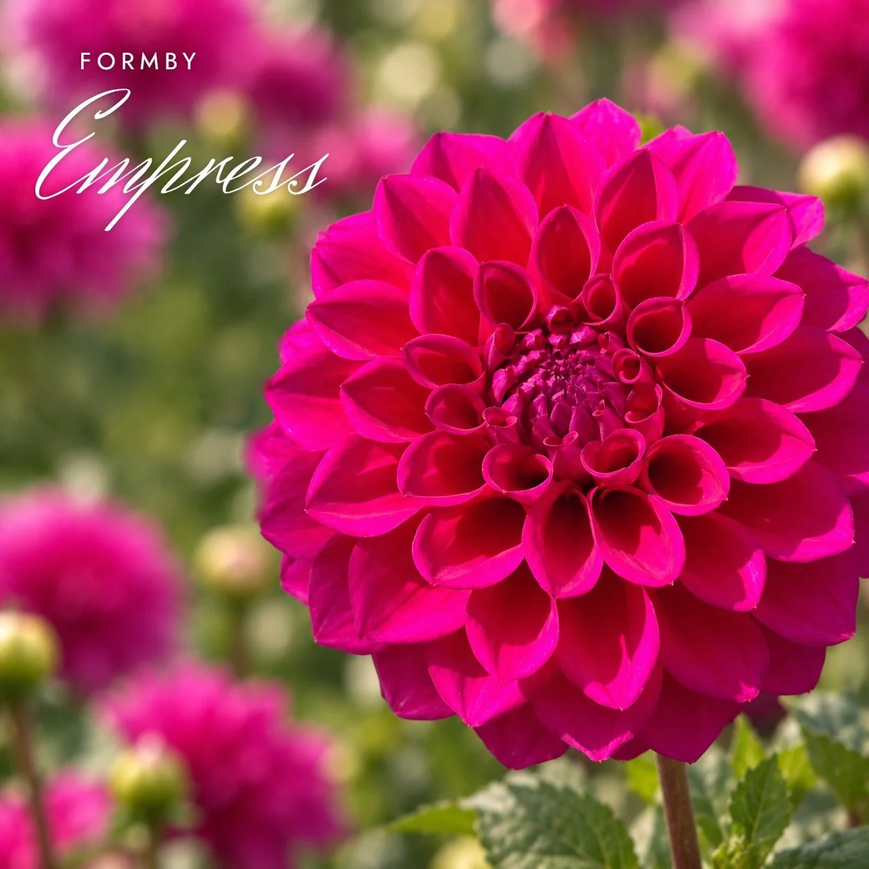Formby Empress