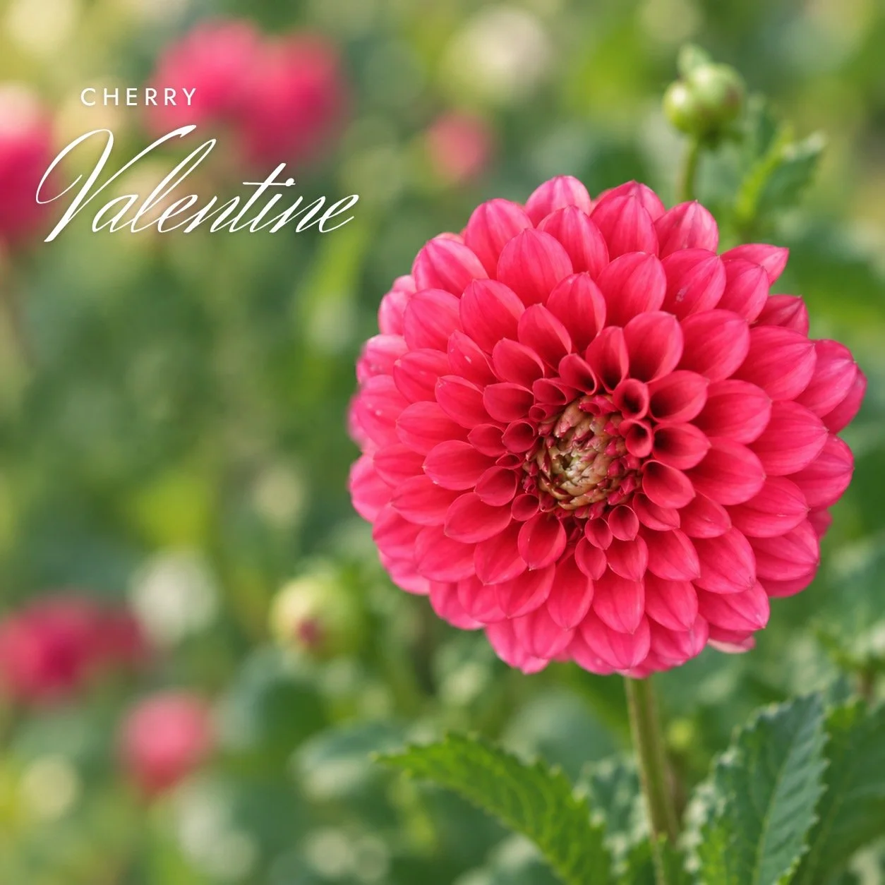 Cherry Valentine