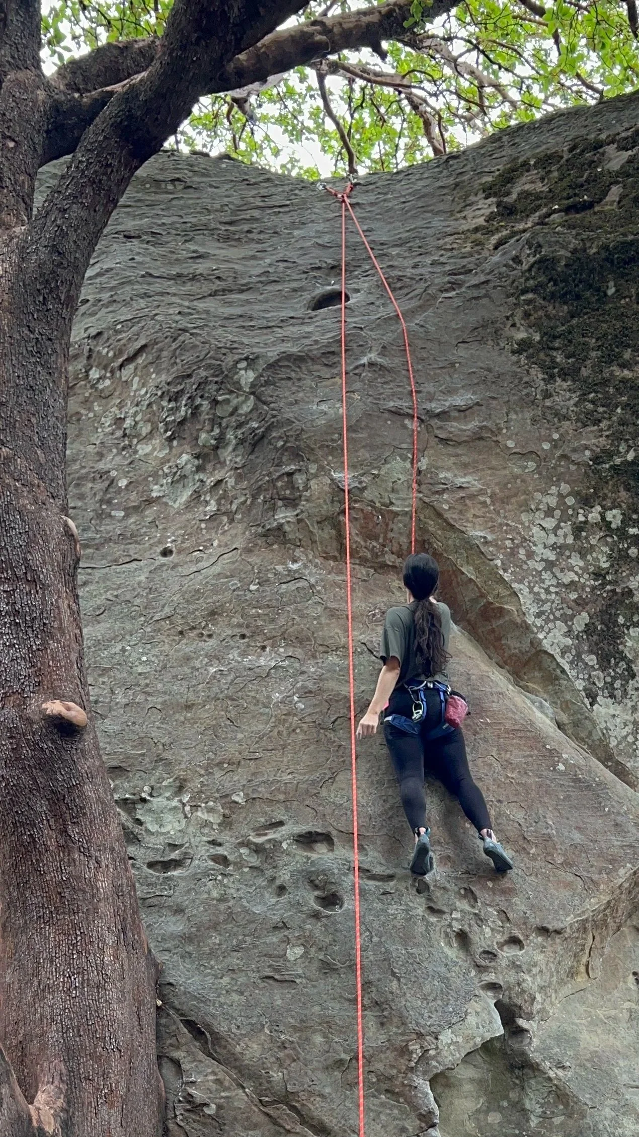 A woman rock climbing, bouldering, athlete, sports chiropractic, rehab for outdoor athletes, redwoods, california.