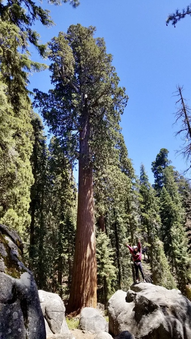 A woman trail running, hiking, athlete, sports chiropractic, rehab for outdoor athletes, redwoods, california, sequoia trees.