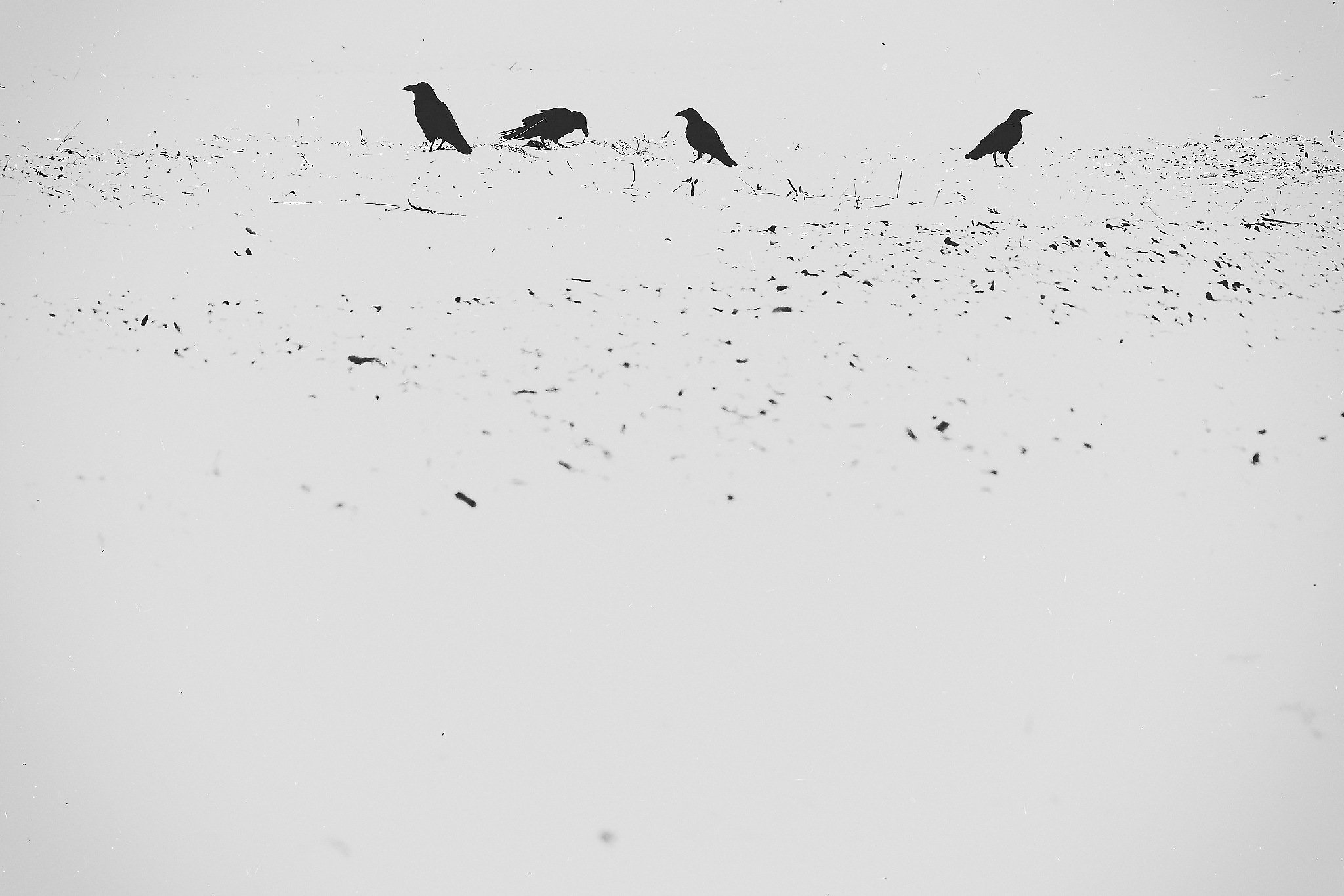 _DSC2379_Nik_DxO_DxO.jpg