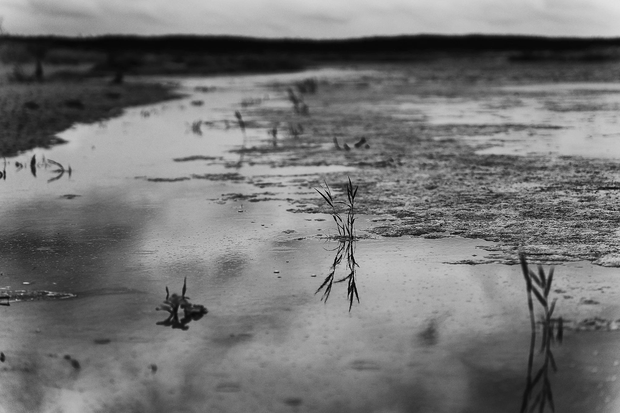 _DSC2888_Nik_DxO_DxO.jpg