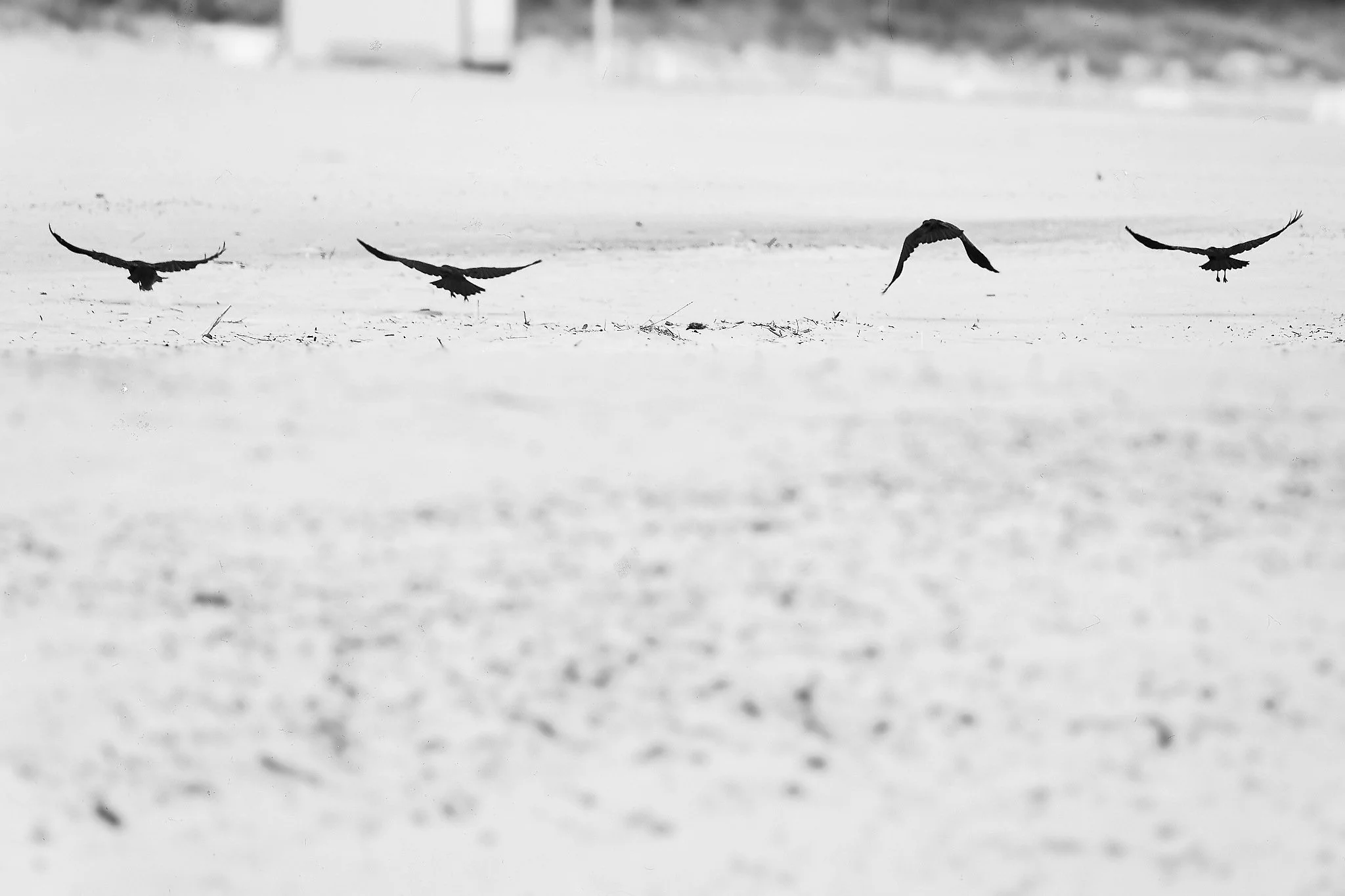 _DSC2380_Nik_DxO_DxO.jpg