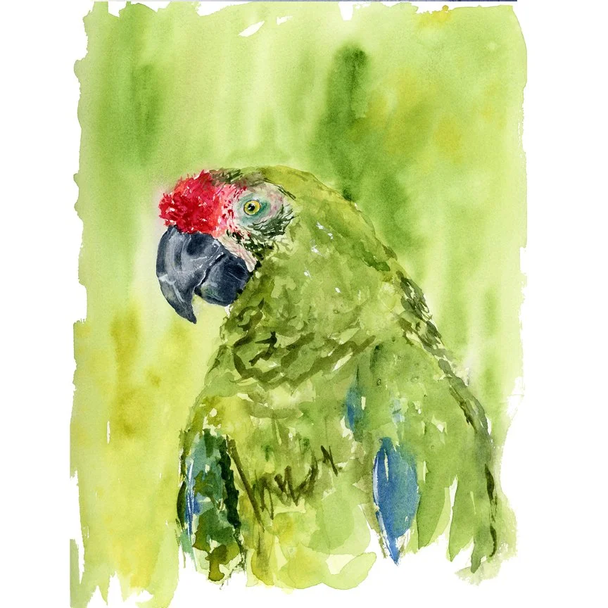 Class | The Magic of Expressive Imperfection — Loose &amp; Expressive Birds in Watercolor