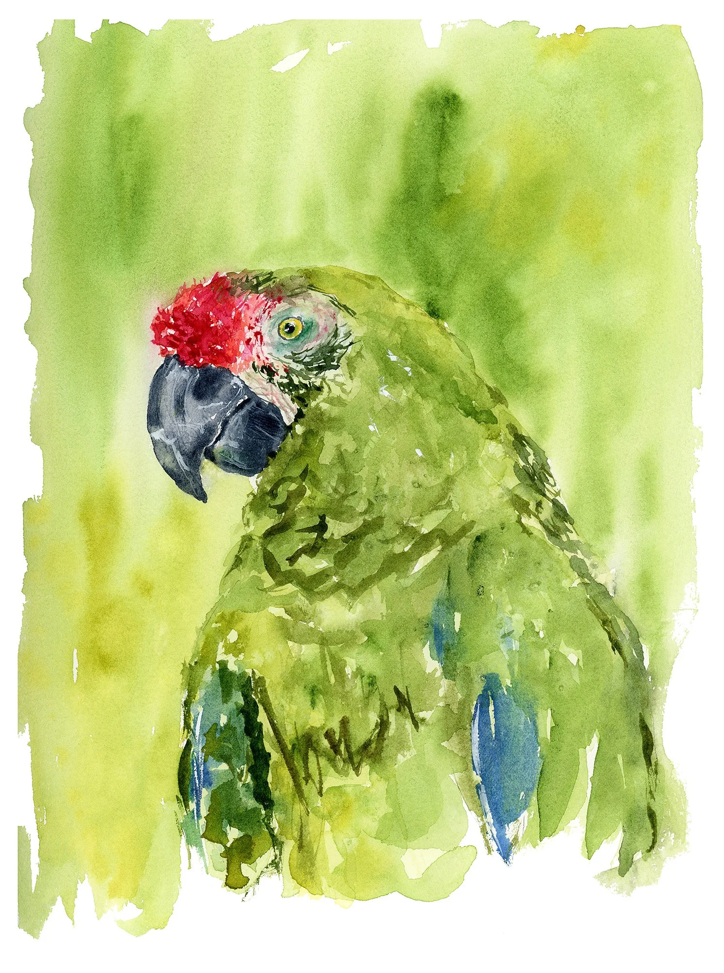 Parrot-Leanna-Weber-Art.jpg