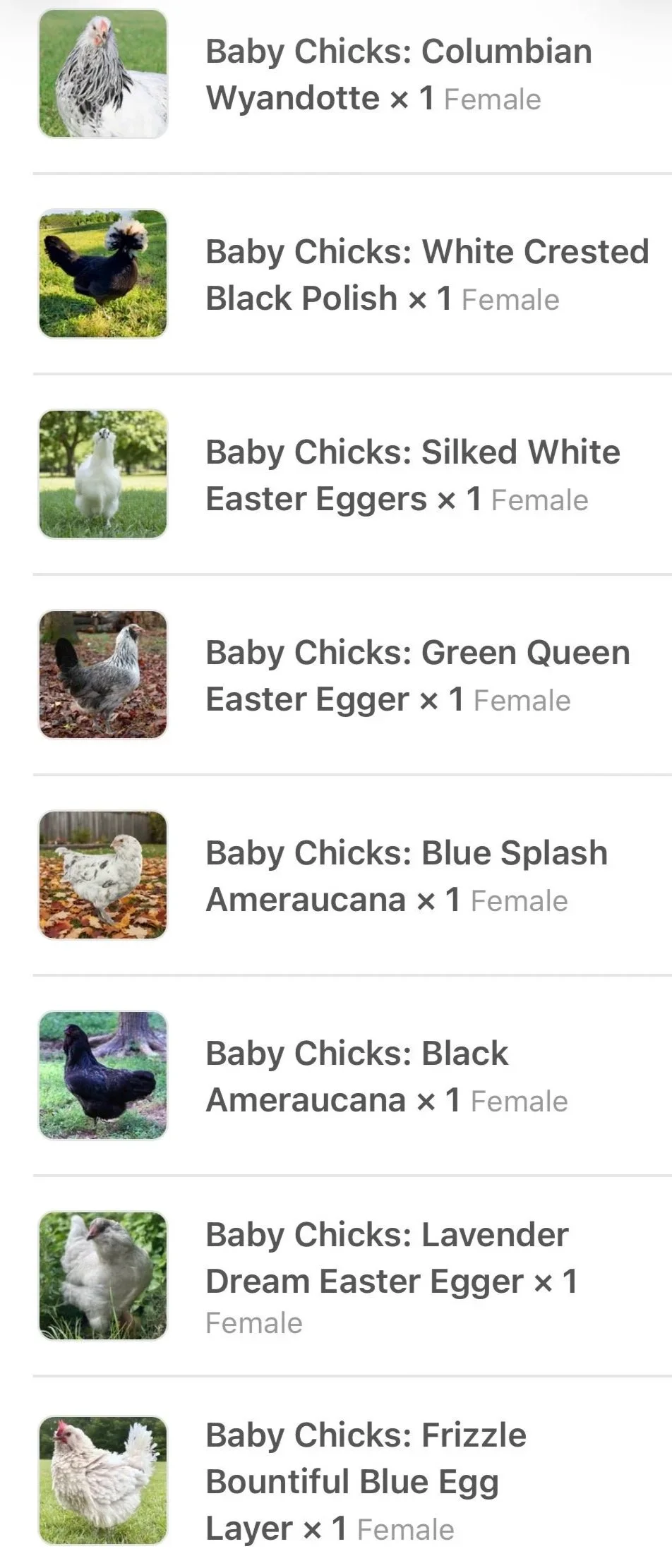 My Pet Chicken