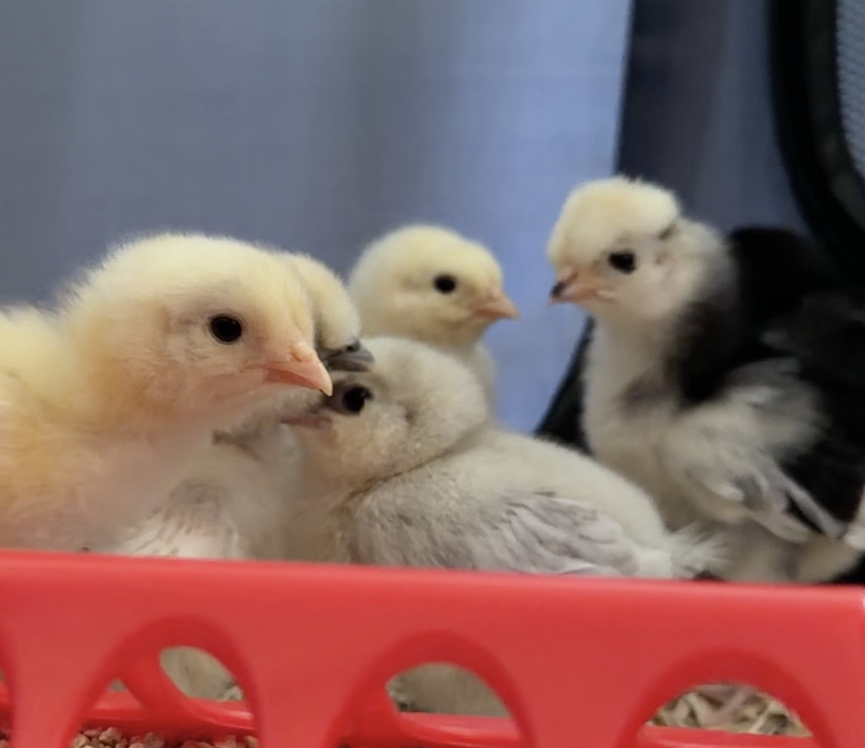 The Chickens Have Landed
