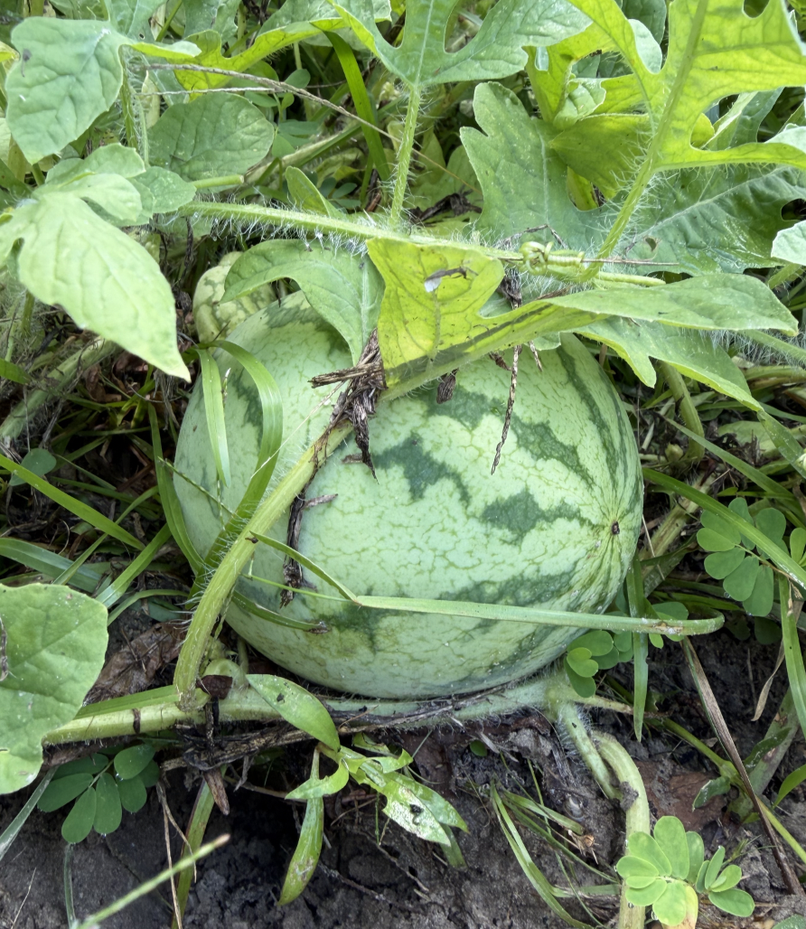 Cucumber Catastrophe to Wonderful Watermelon