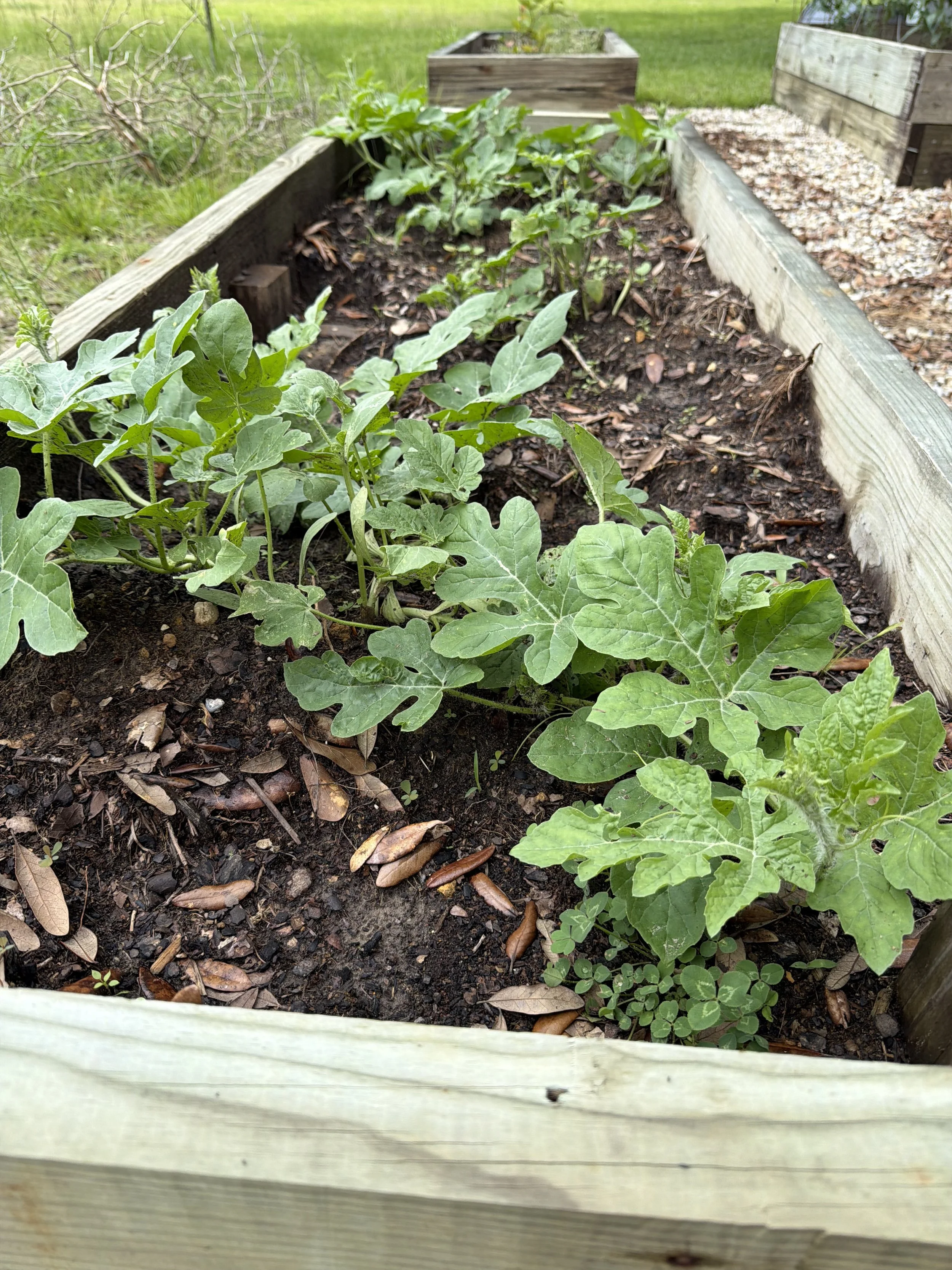 Garden bed with young plants growing in dark soil, surrounded by a wooden frame, with fallen leaves on the soil surface.