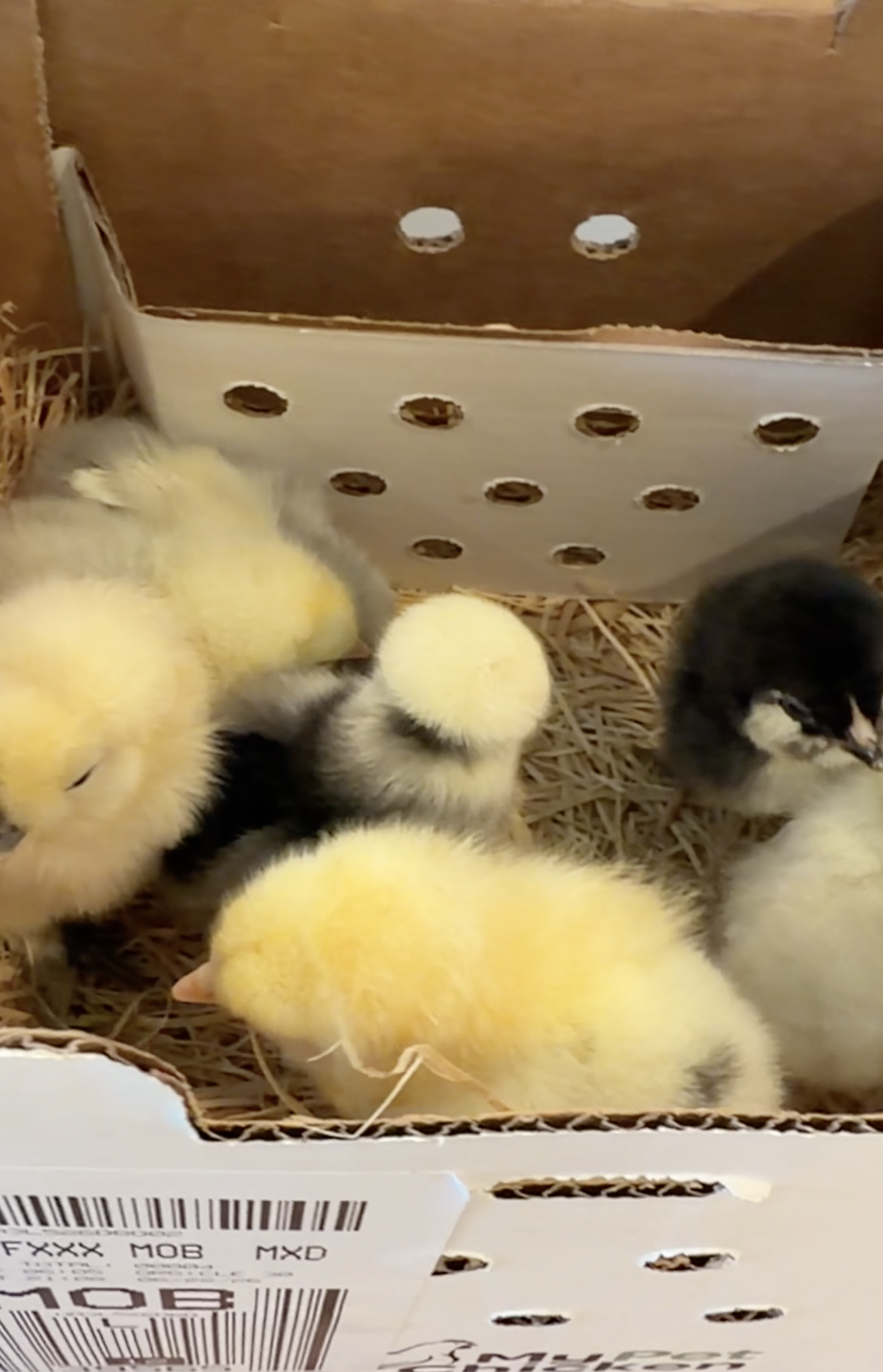 Opening the box of our very first baby chick order from My Pet Chicken!