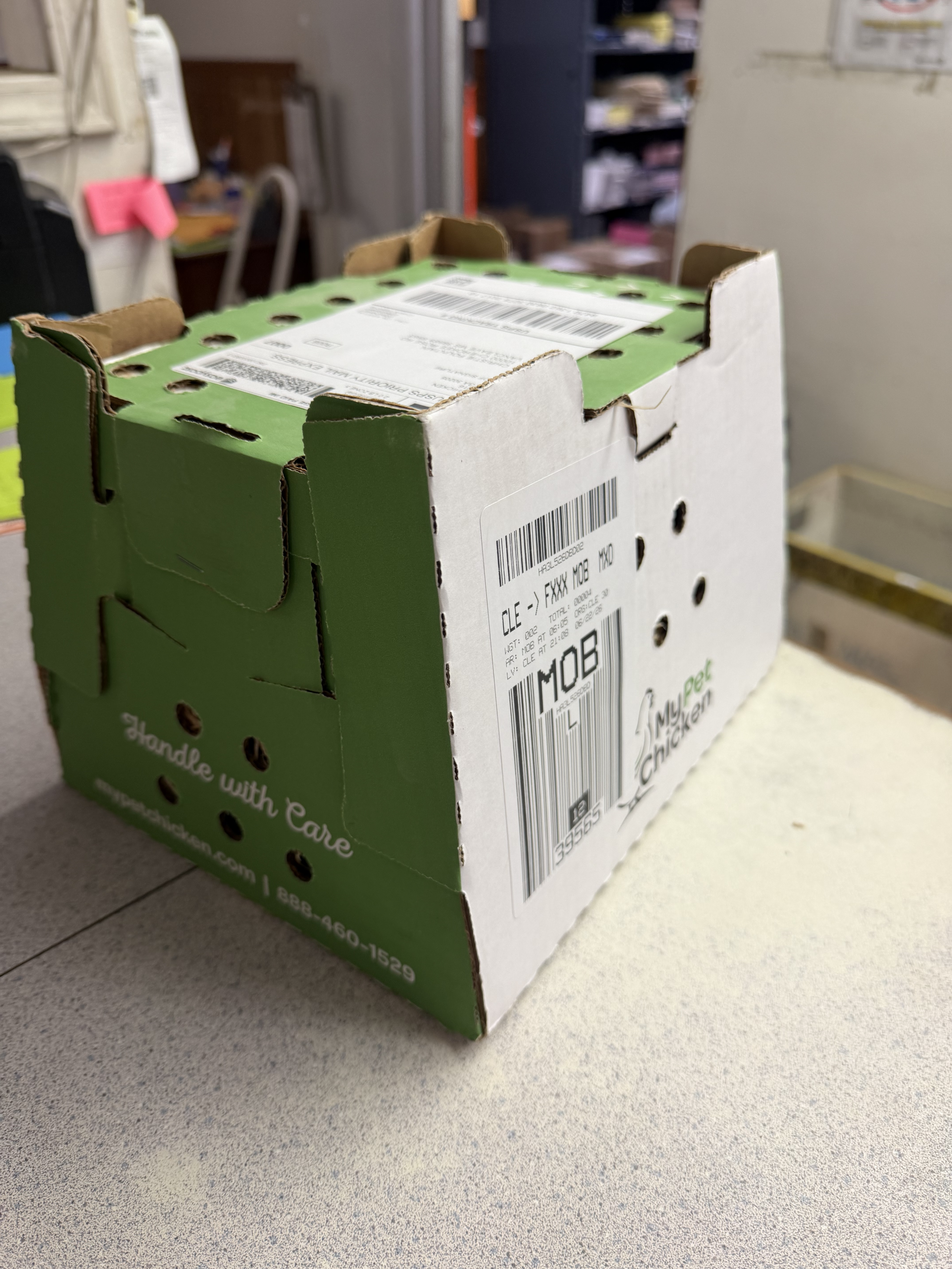Our My Pet Chicken delivery arrives at the local post office. 