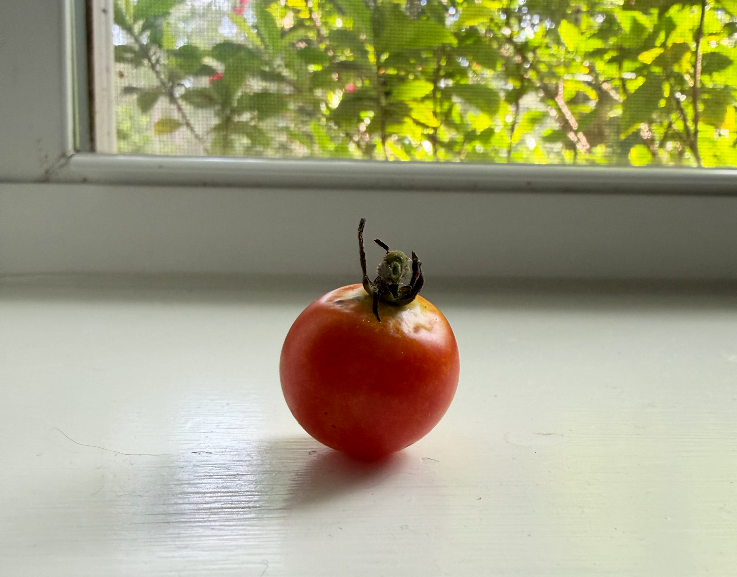 A tomato with a black spider perched on top, sitting on a white surface near a window with green leaves outside.