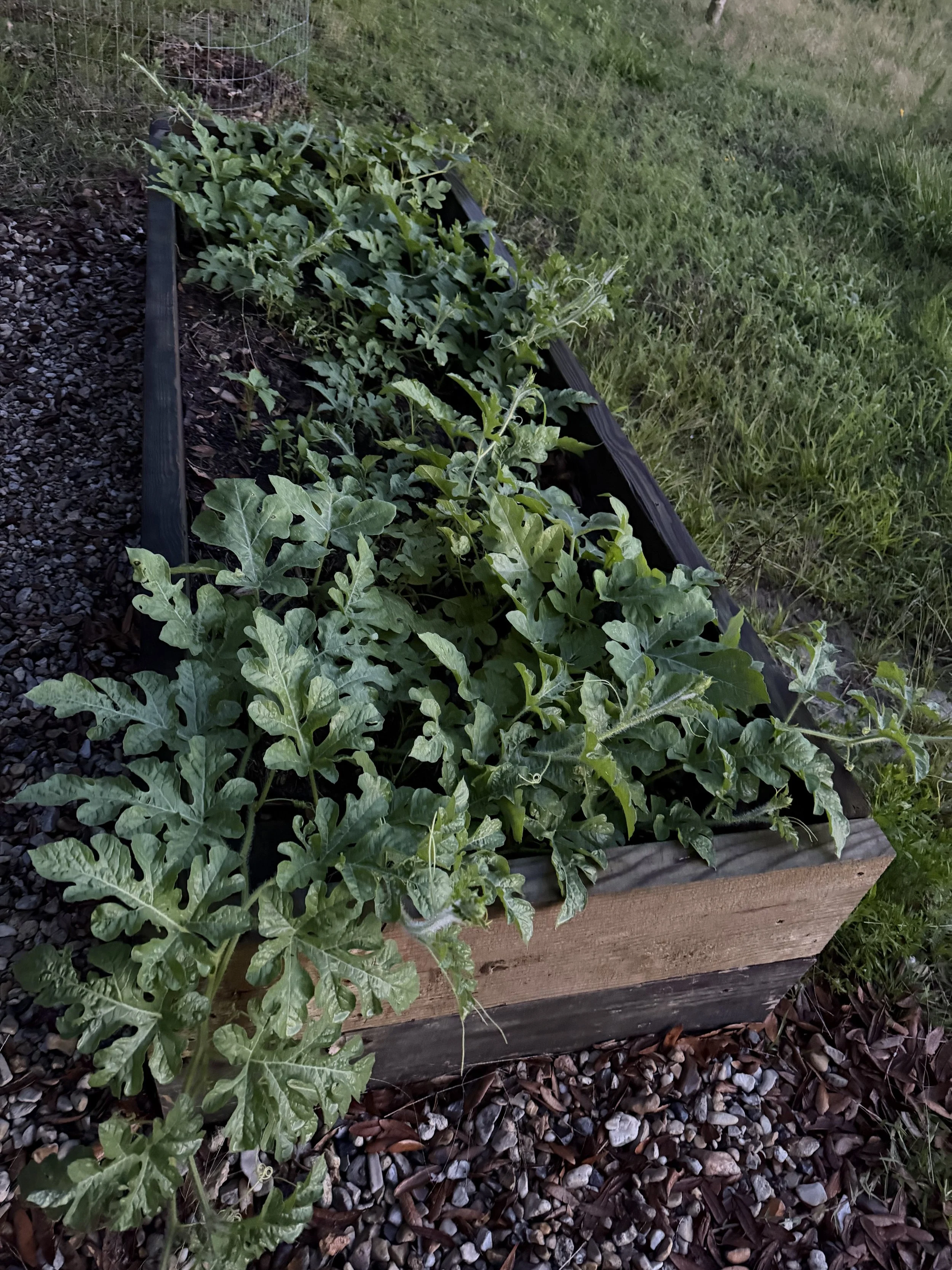 A rectangular wooden planter box filled with green leafy plants and vines, situated on a gravel and mulch ground outside.