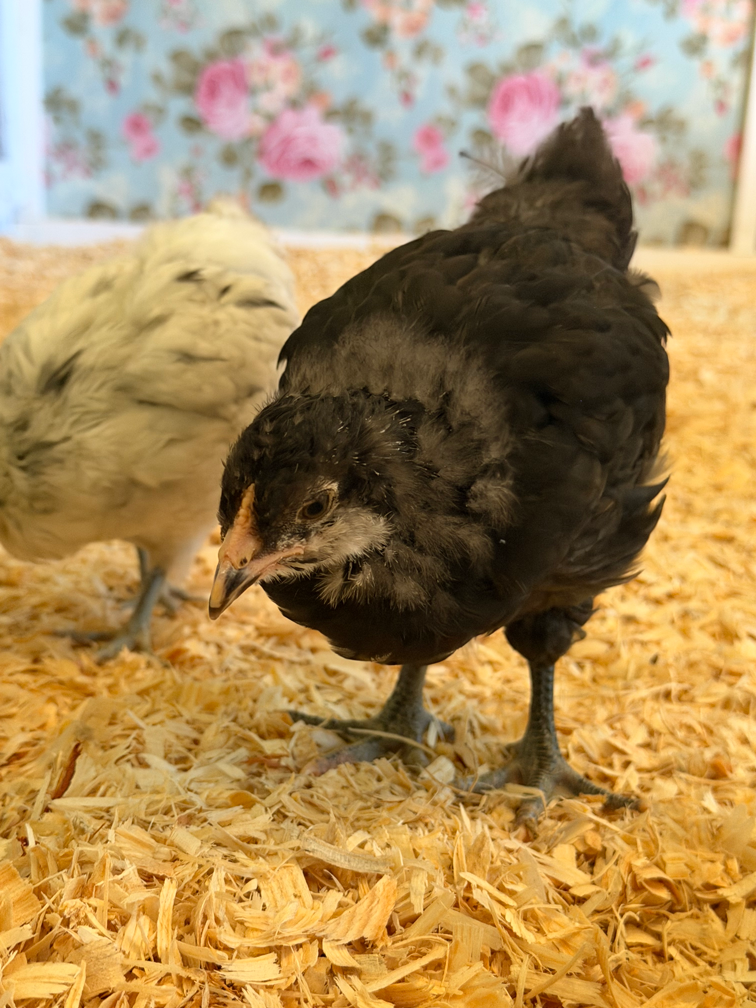 Beauty browsing pine shavings