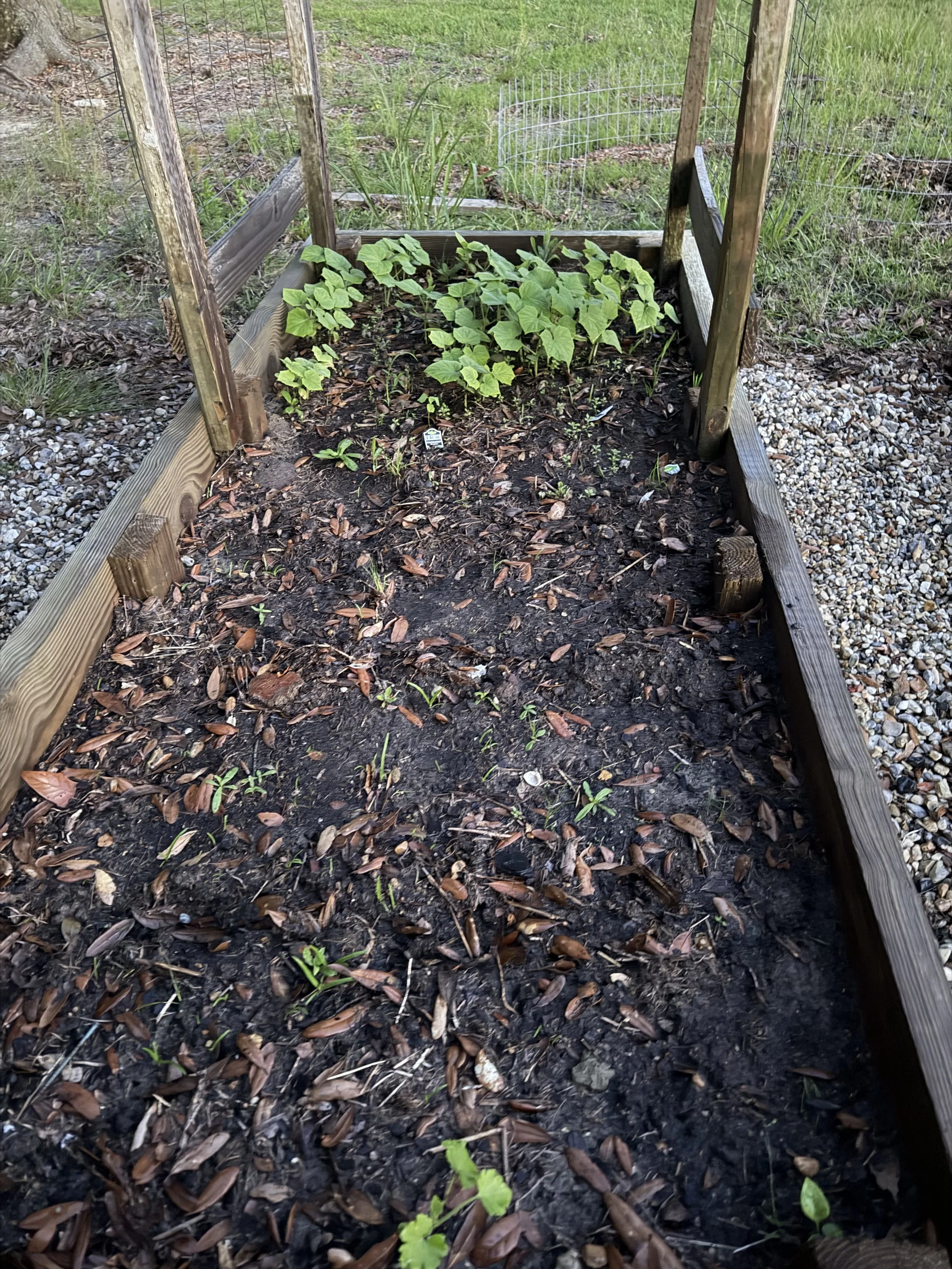 A small garden bed with young plants growing, bordered by wooden planks, in a backyard with grassy and gravel areas, and a garden fence in the background.