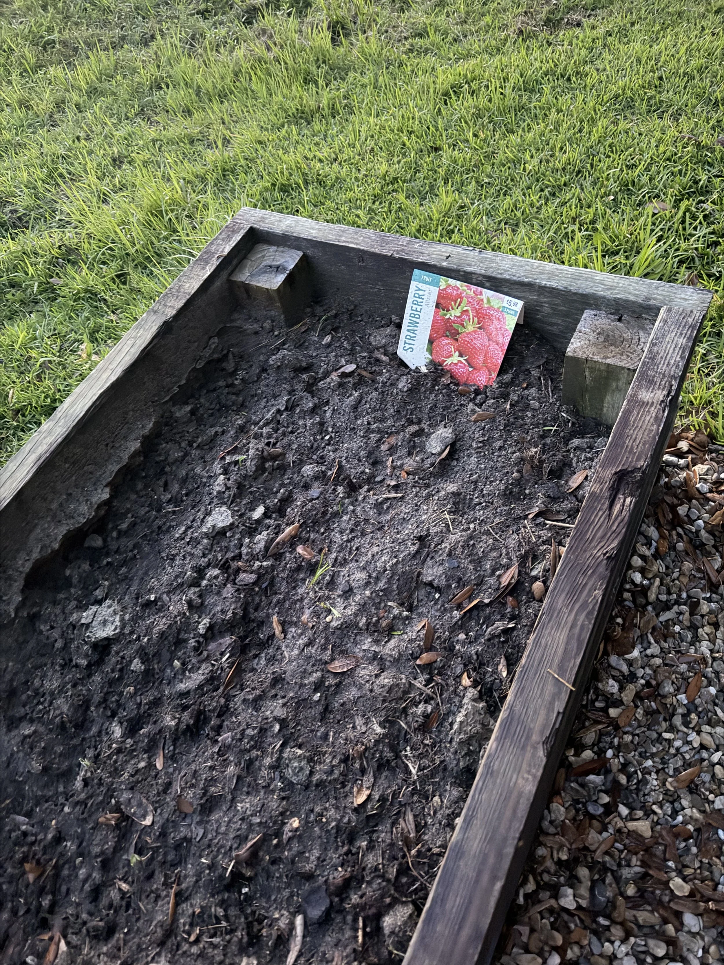 Empty wooden garden bed with soil and a strawberry seed packet inside, set in a grassy yard.