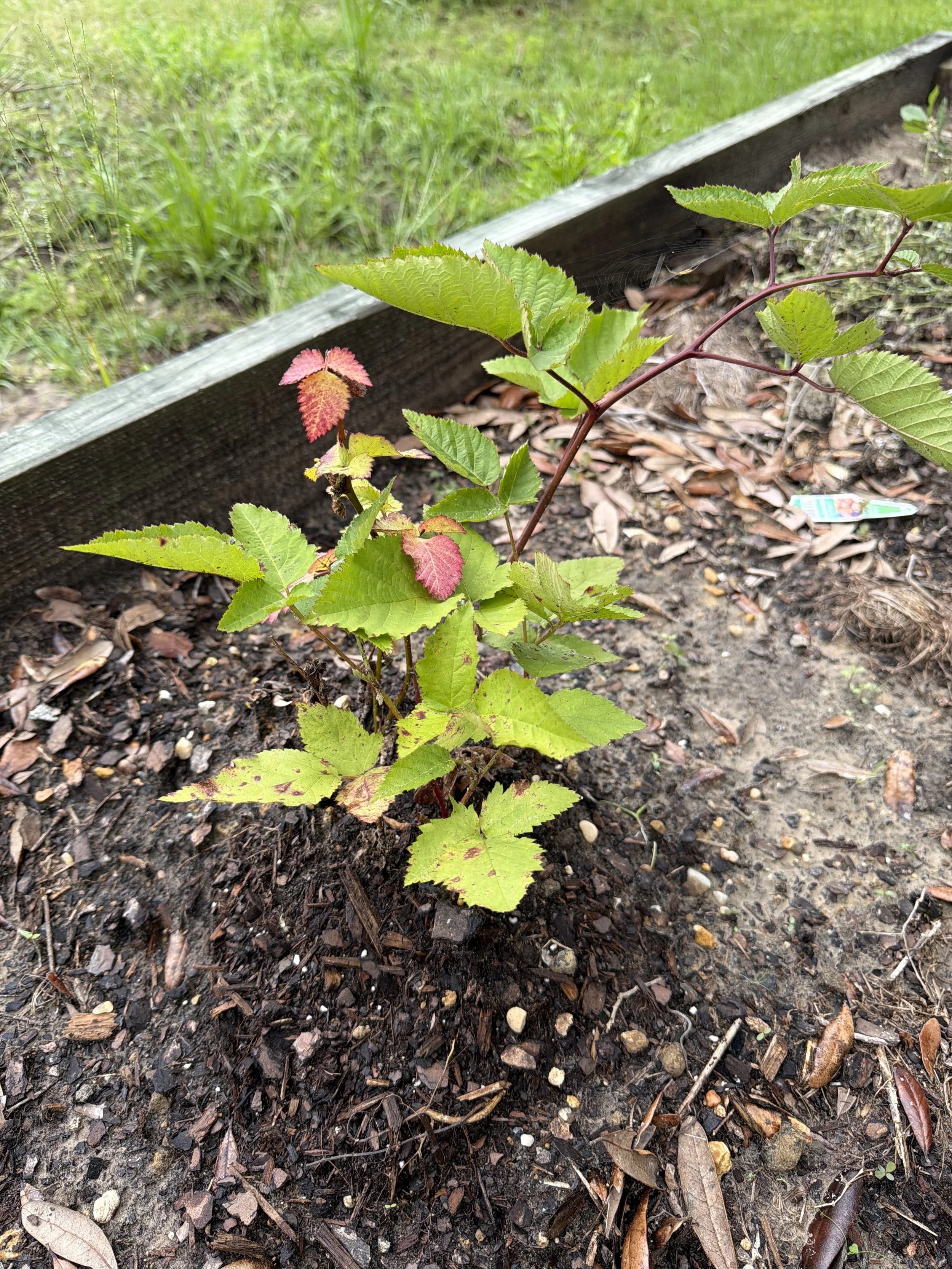 Young plant with green and reddish leaves growing in garden soil, surrounded by mulch and bordered by a wooden edge.