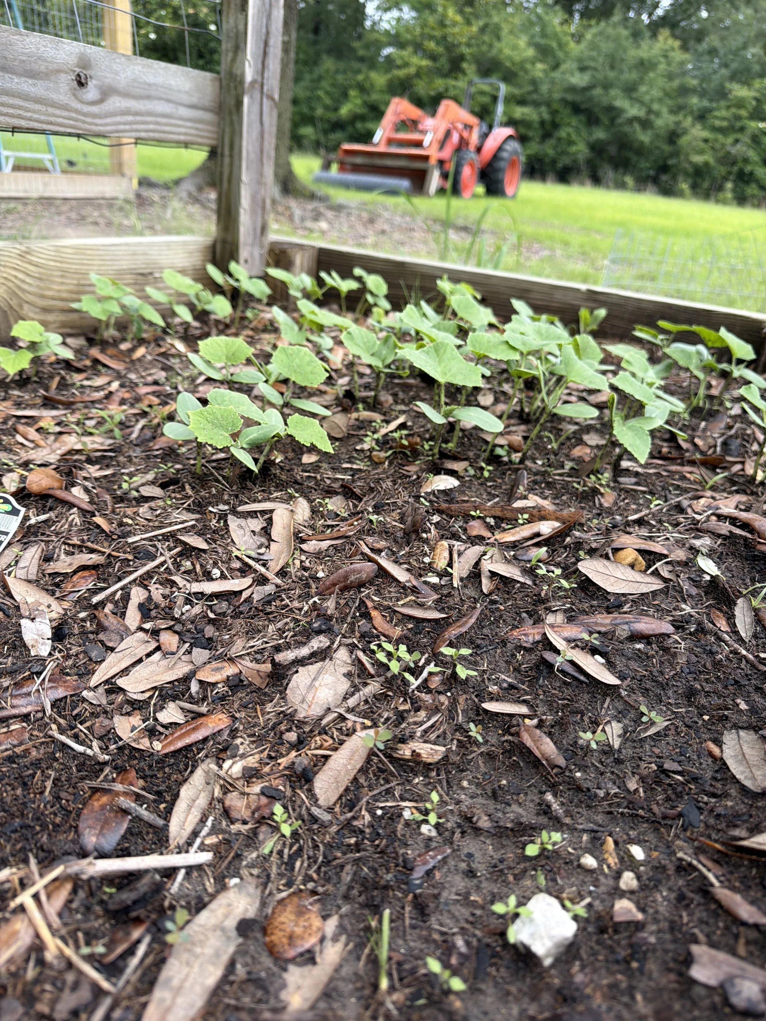 Close-up of young green sprouting plants growing in dark soil with fallen leaves, wooden garden bed and blurred trees and shrubs in the background.
