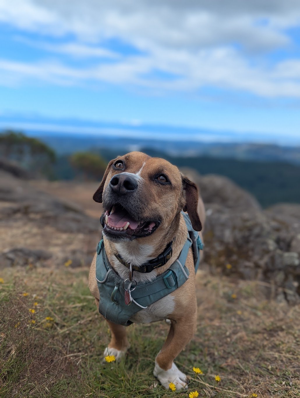 A happy dog standing outdoors on a grassy area with small yellow flowers, mountains and a cloudy sky in the background.