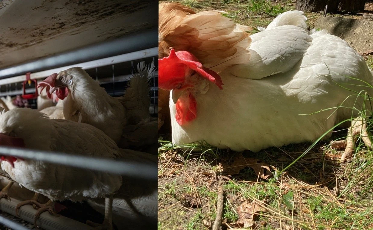 Split image showing chickens; on the left, several chickens in a coop, and on the right, a white chicken resting on the ground outdoors.
