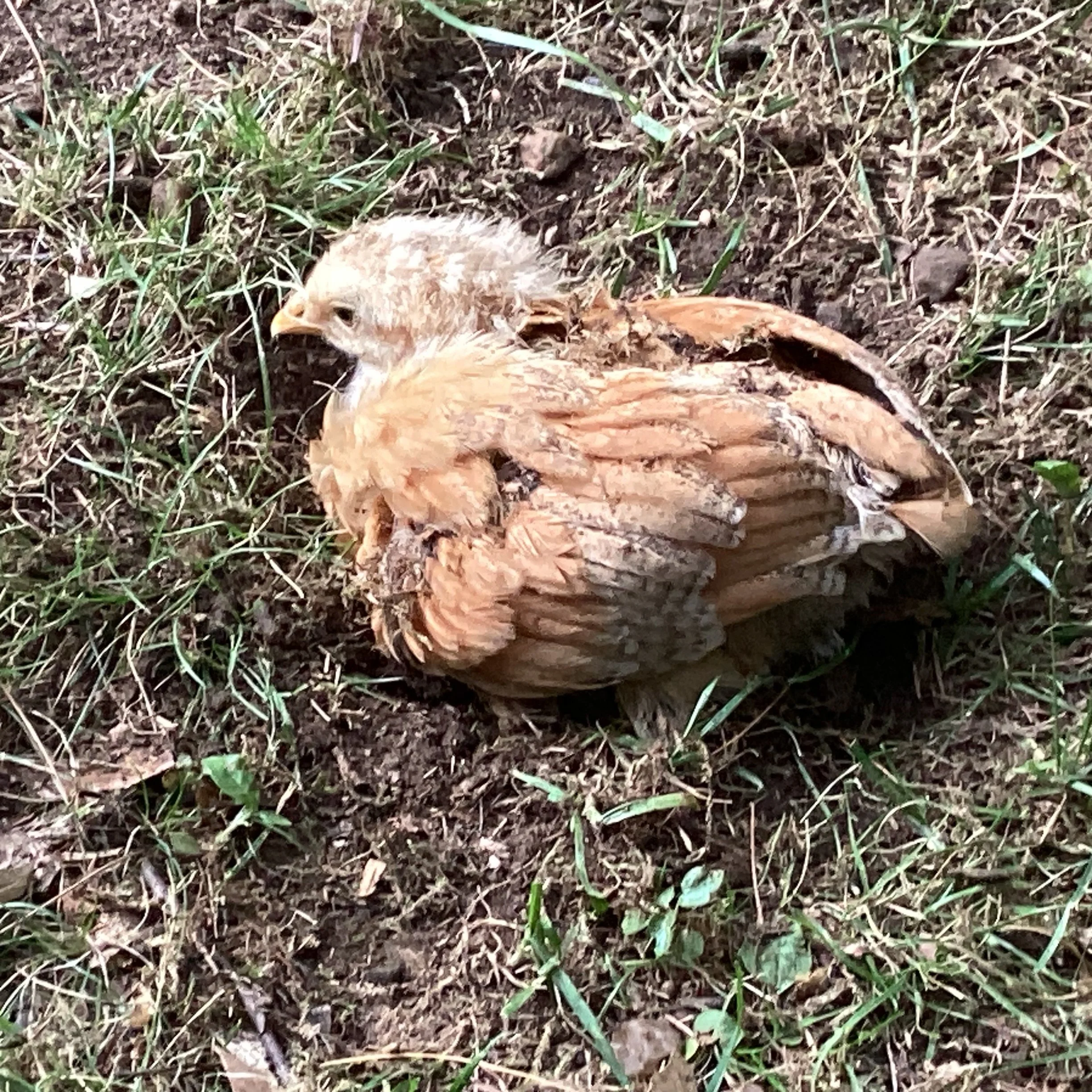 A small, brown chick with fluffy feathers lying in the dirt among grass and small rocks.