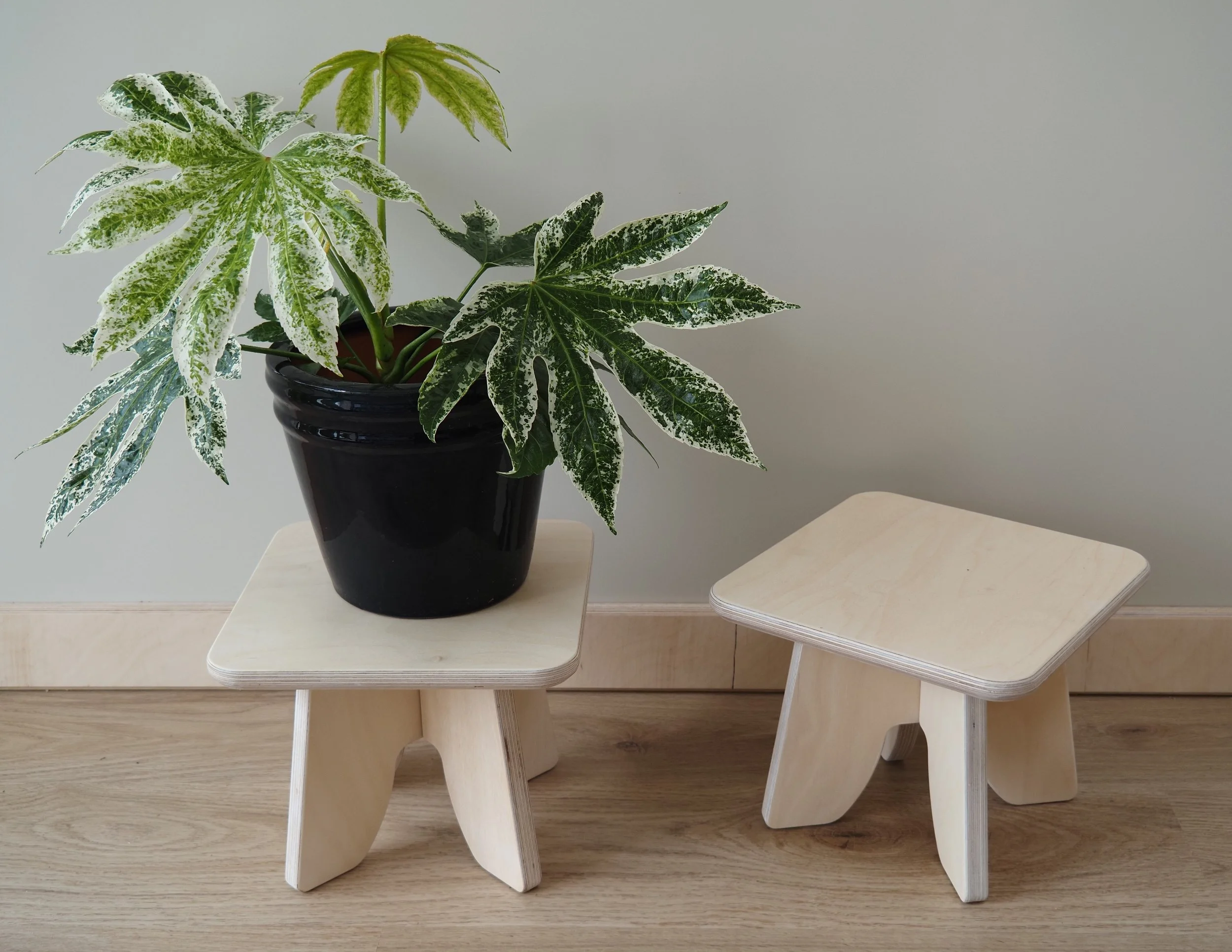 A houseplant with large, variegated green and white leaves in a black pot, placed on minimalist wooden furniture against a plain light gray wall.