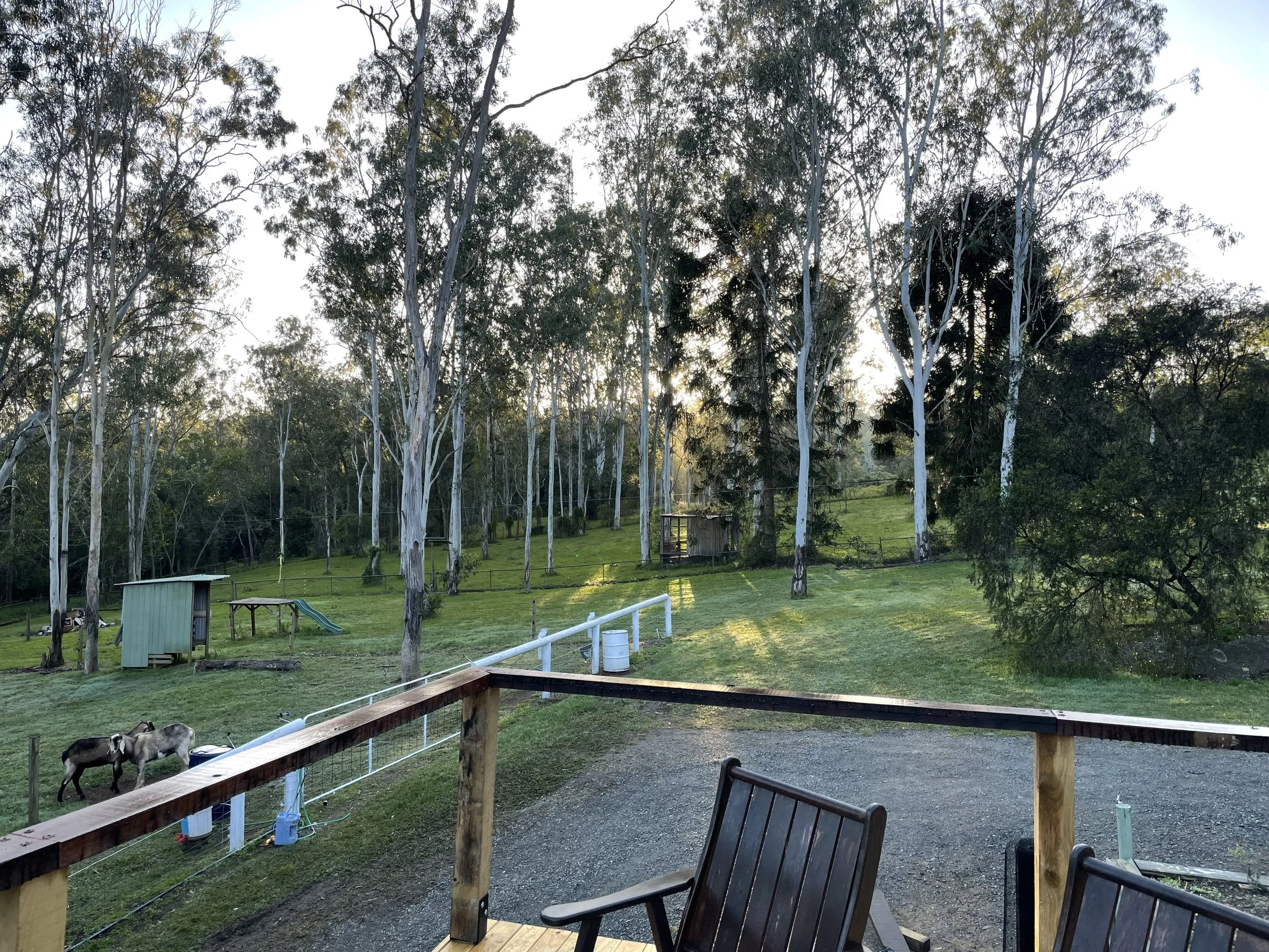 A backyard farm scene with a wooden deck, a metal chair, a small outbuilding, a picnic table, and three goats grazing on grass. There are trees in the background and sunlight filtering through the leaves.