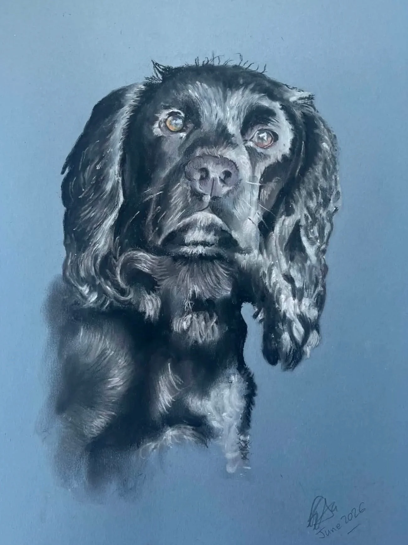 Spaniel 